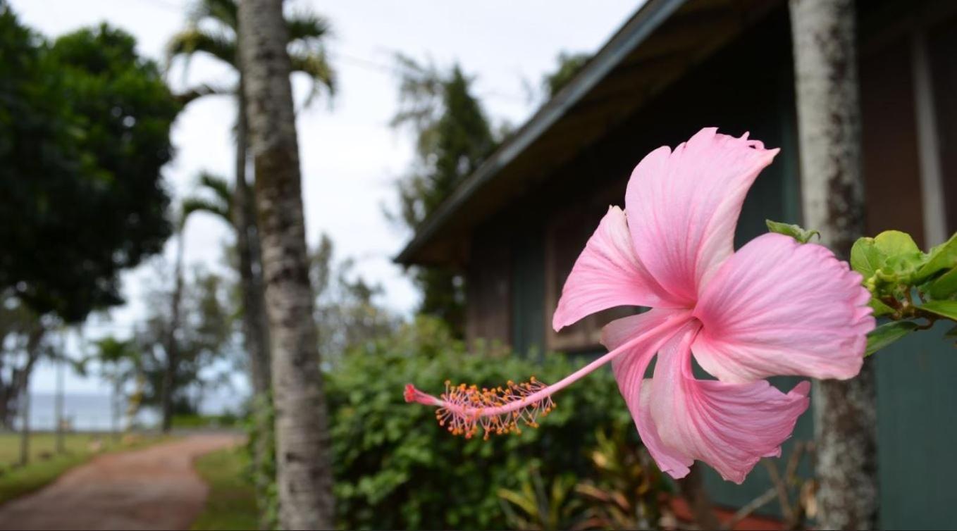 Backpackers Vacation Inn and Plantation Village photo 42