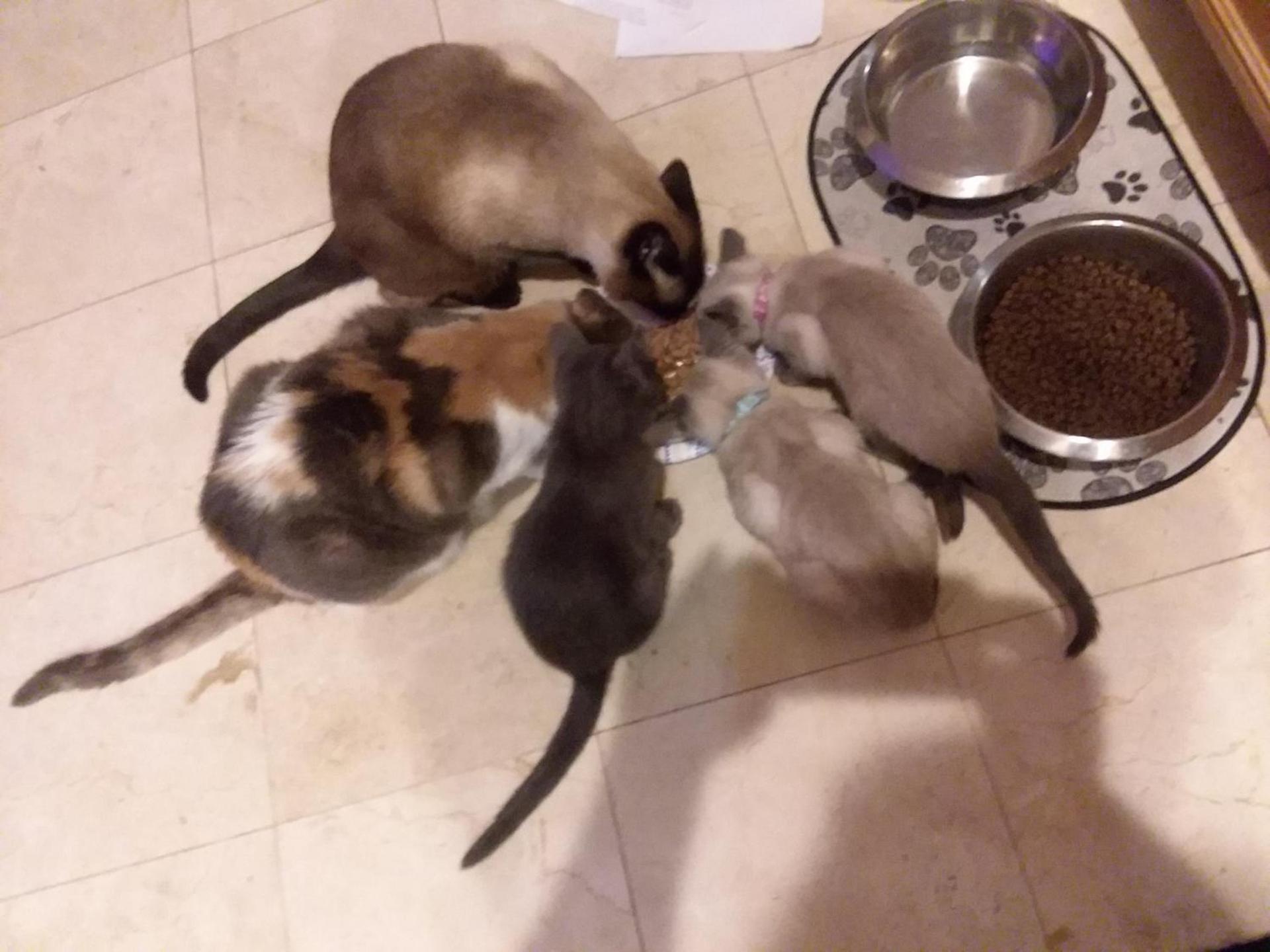 CATmosphere photo 23
