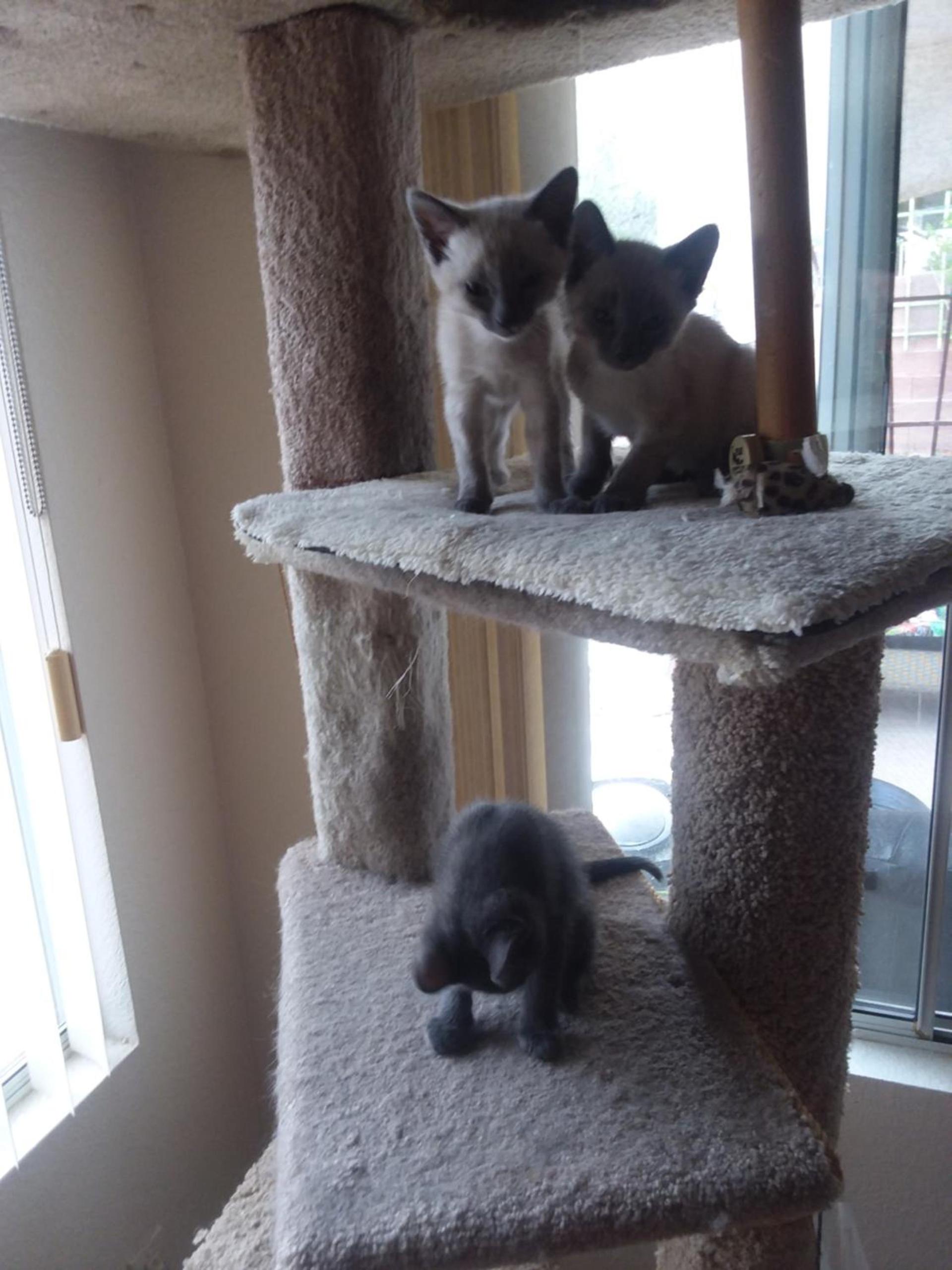 CATmosphere photo 13