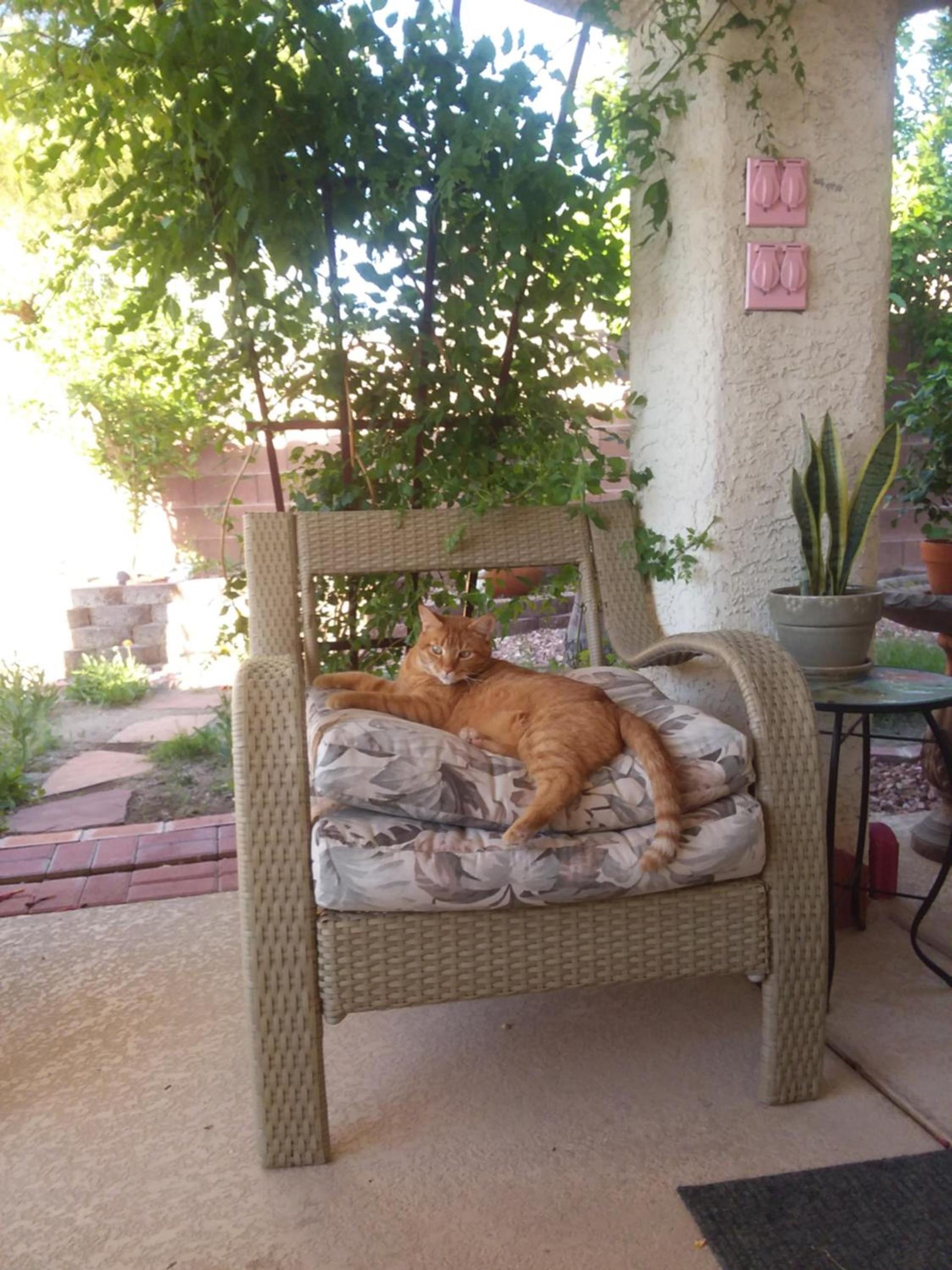 CATmosphere photo 20