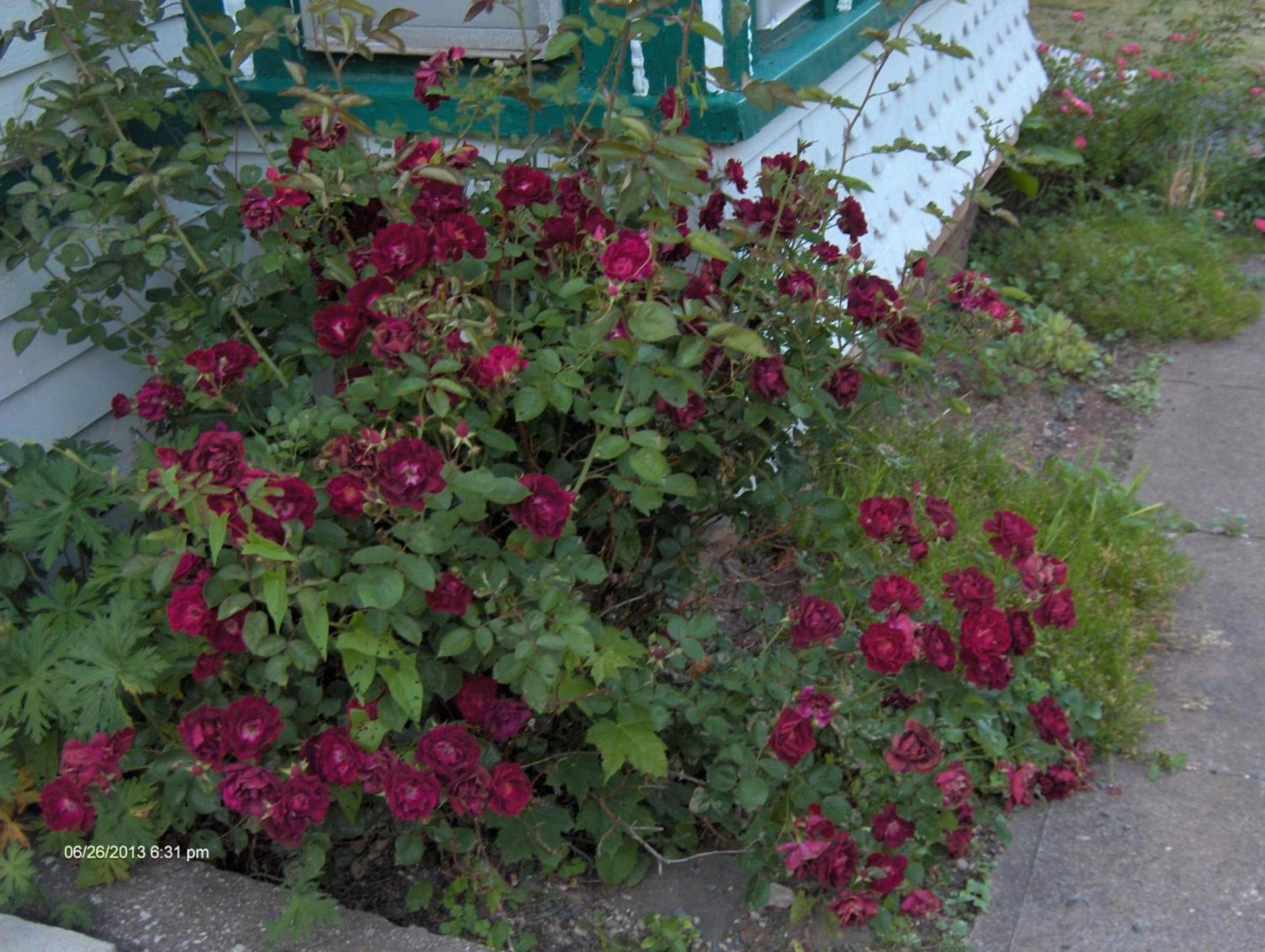 Antique Rose Inn Windham photo 53