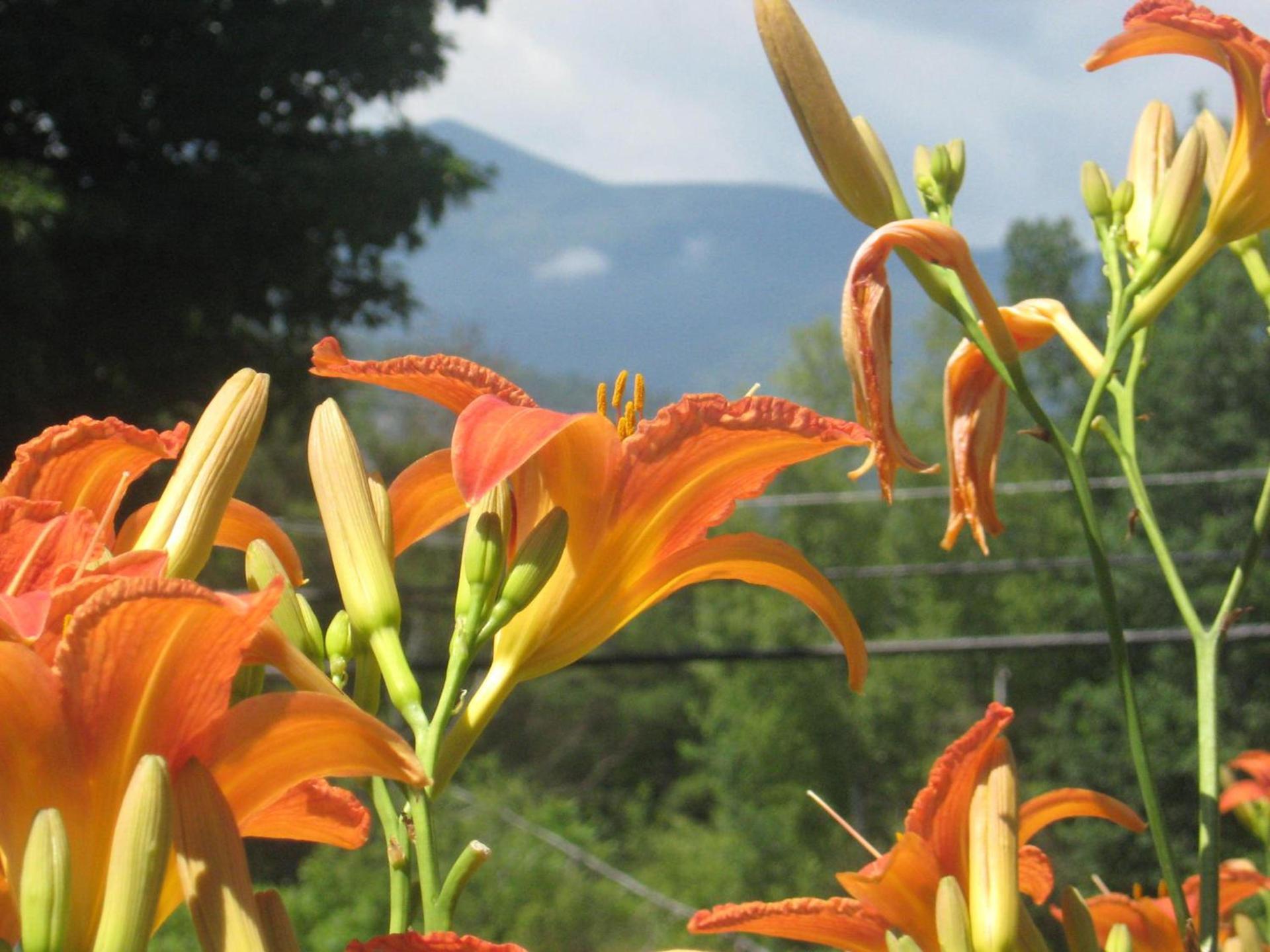 Cathedral Ledge Resort photo 34