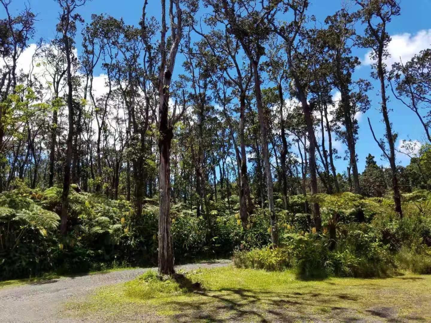 Volcano Forest Inn photo 41