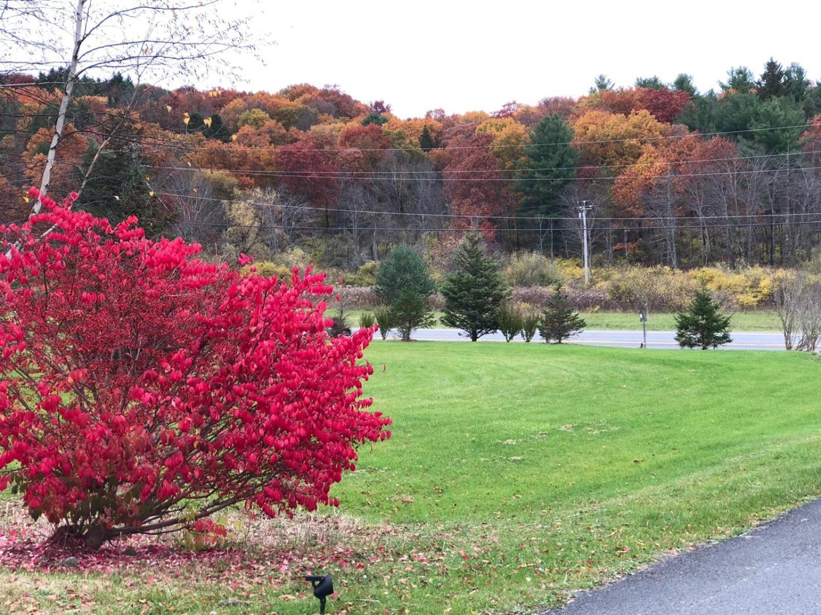 Elm Tree Motel photo 23