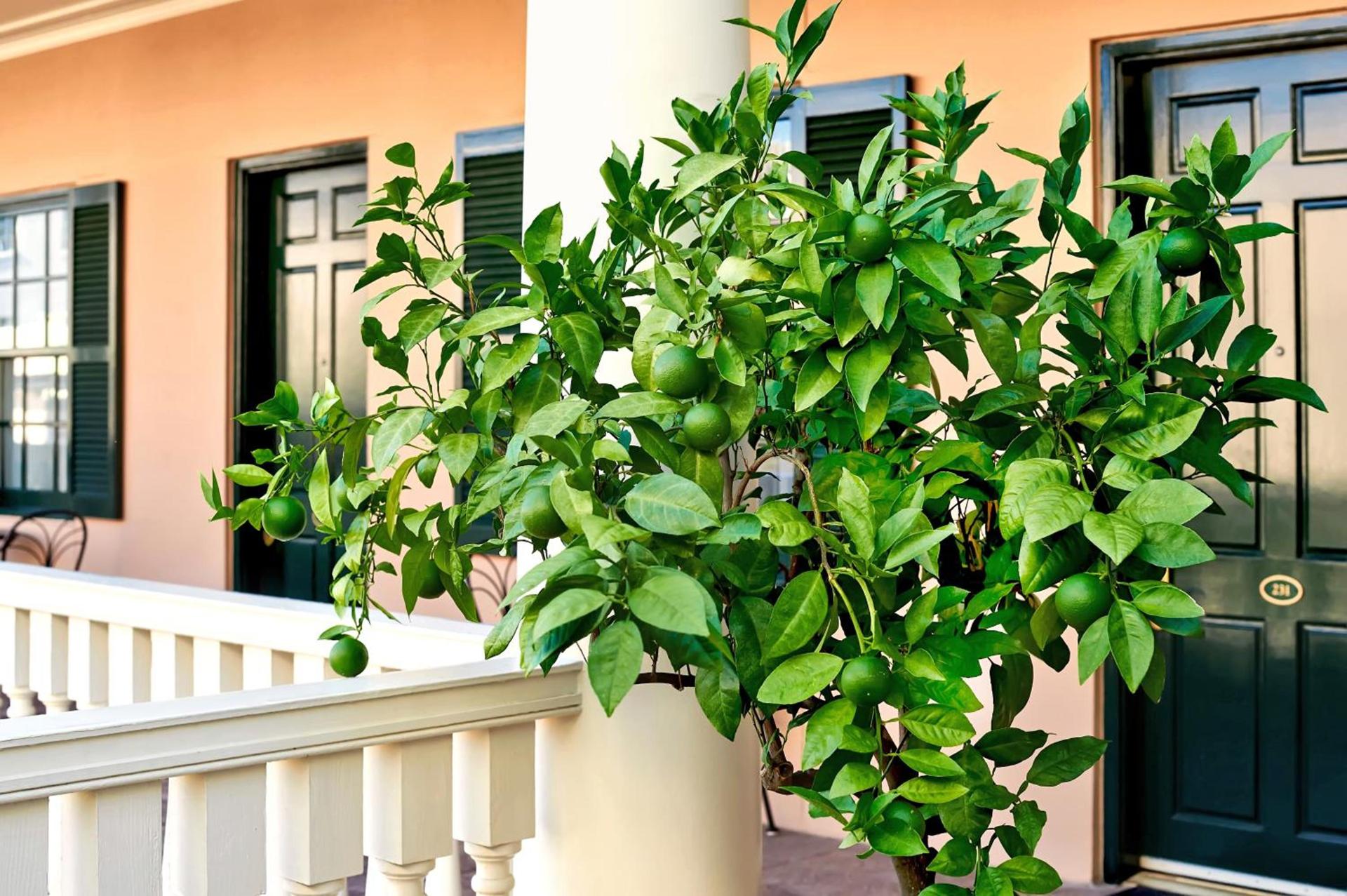 Planters Inn - Charleston photo 4