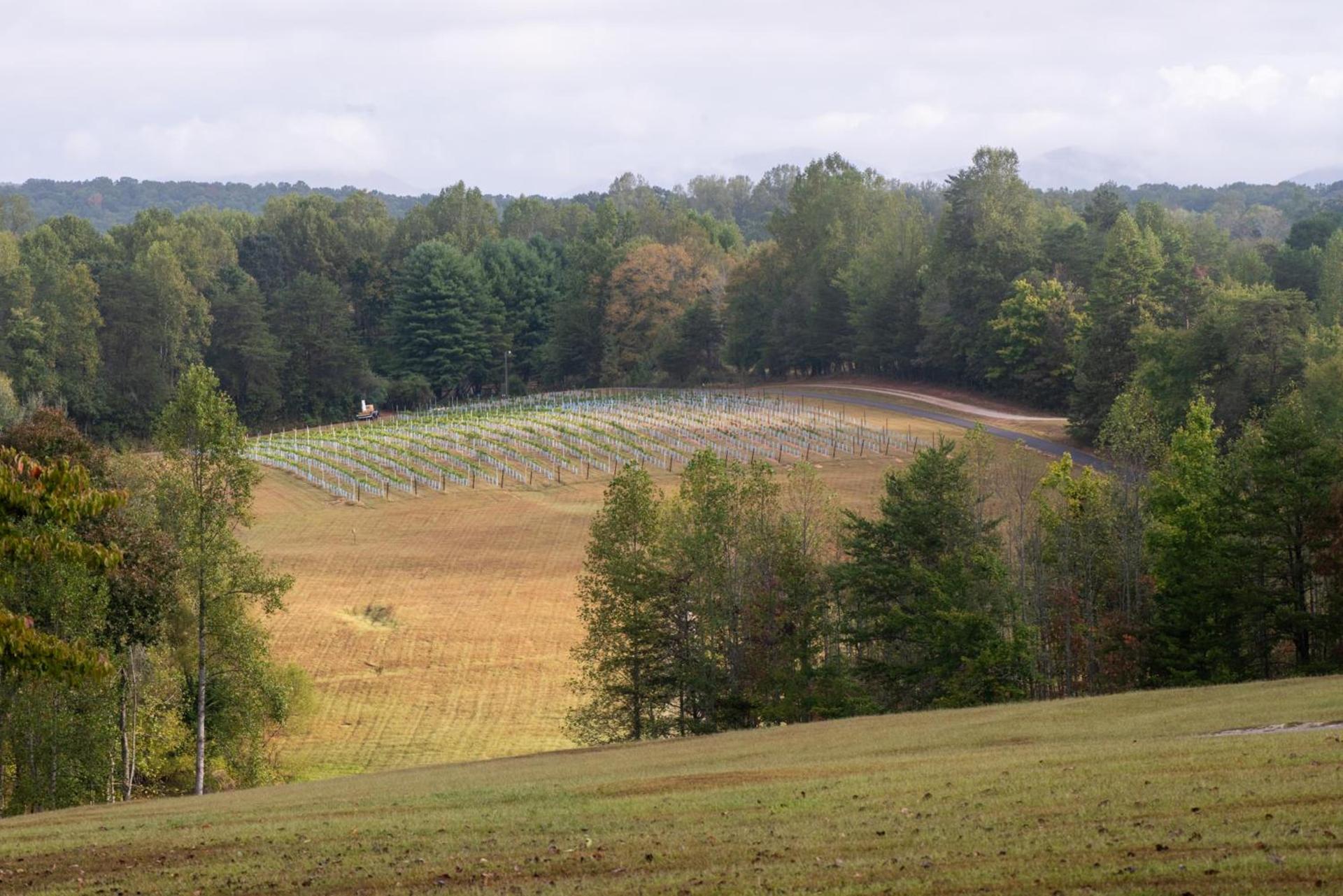 Dahlonega Resort and Vineyard photo 2