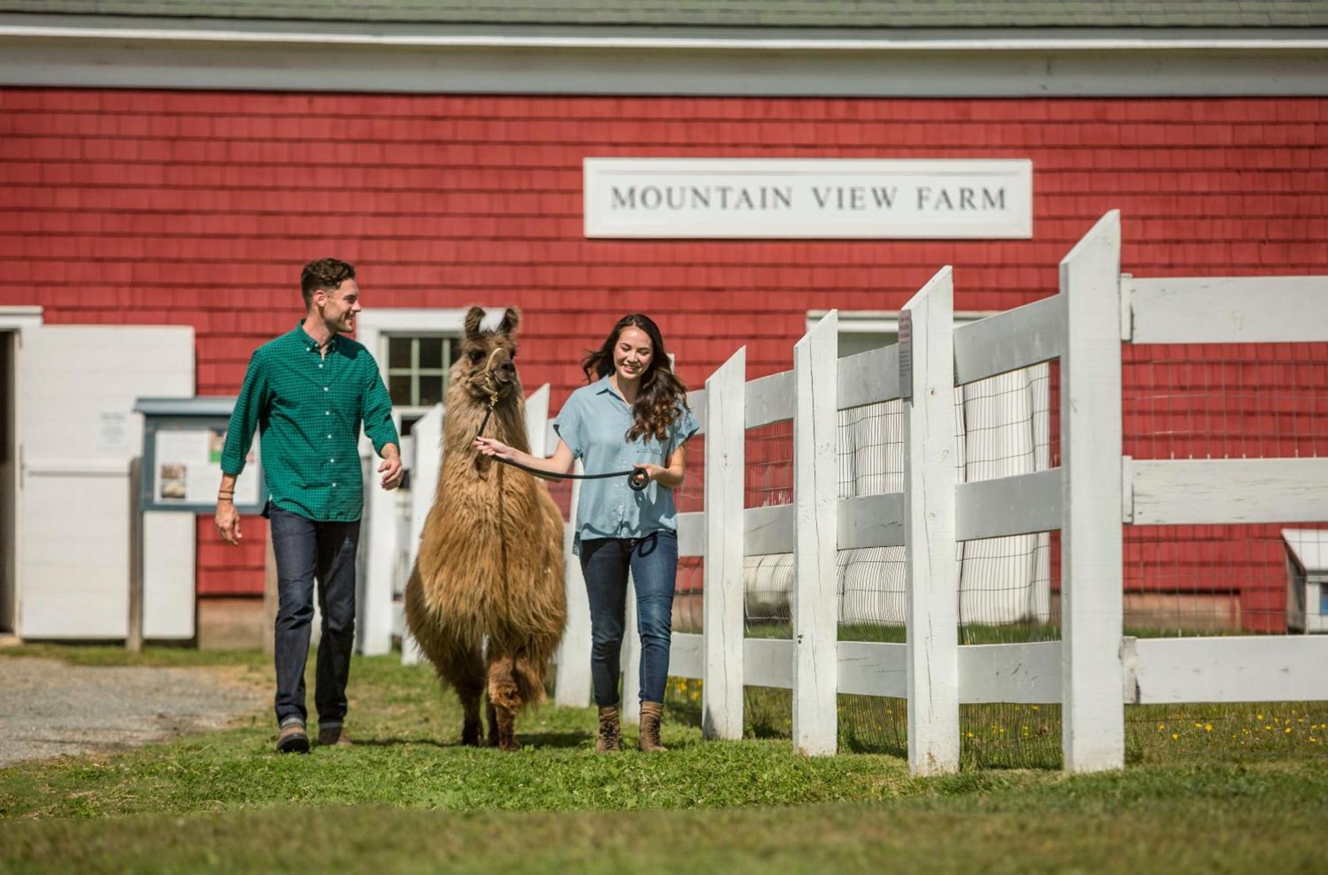 Mountain View Grand Resort & Spa photo 18