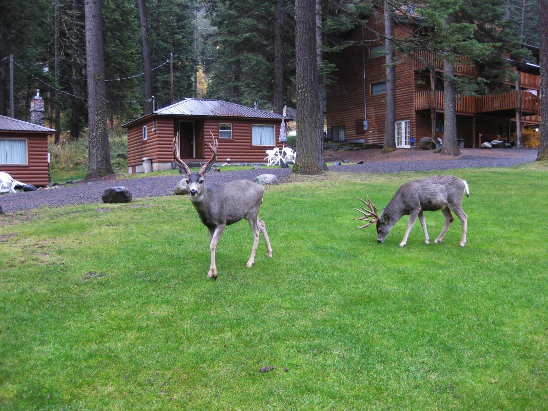 Eagle Cap Chalets photo 91