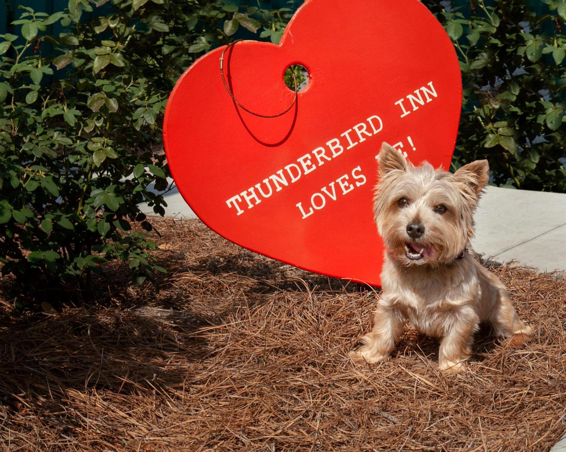 The Thunderbird Inn photo 11