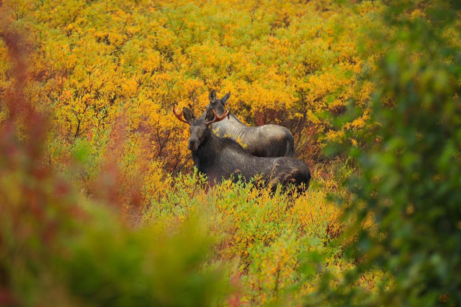 Caribou Lodge Alaska photo 10