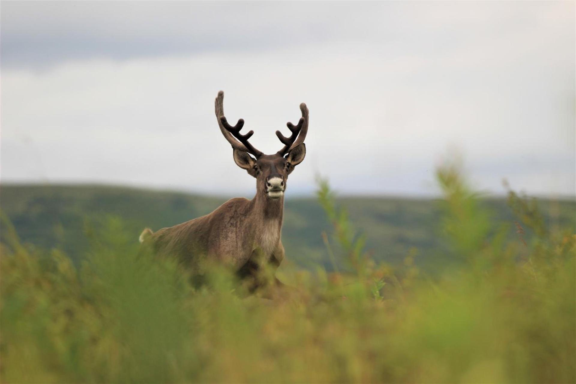Caribou Lodge Alaska photo 19