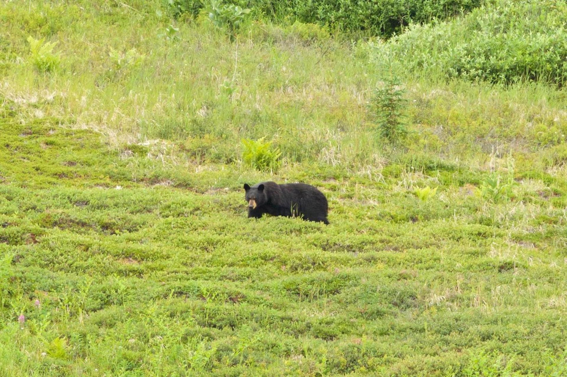 Caribou Lodge Alaska photo 20