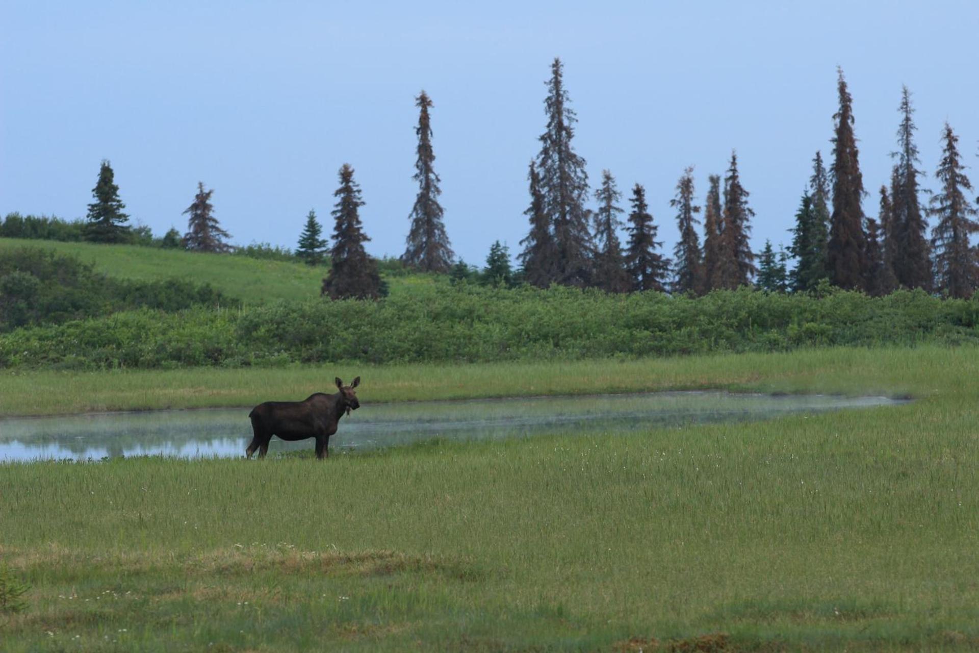 Caribou Lodge Alaska photo 18