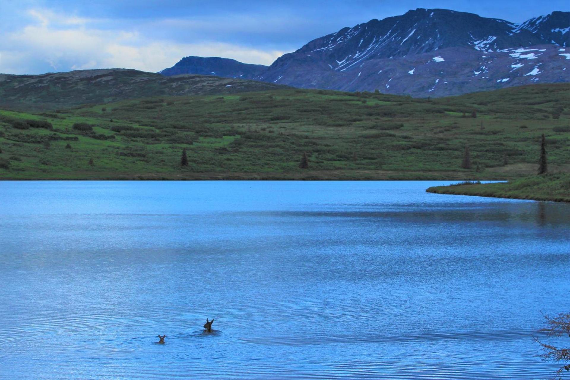 Caribou Lodge Alaska photo 17