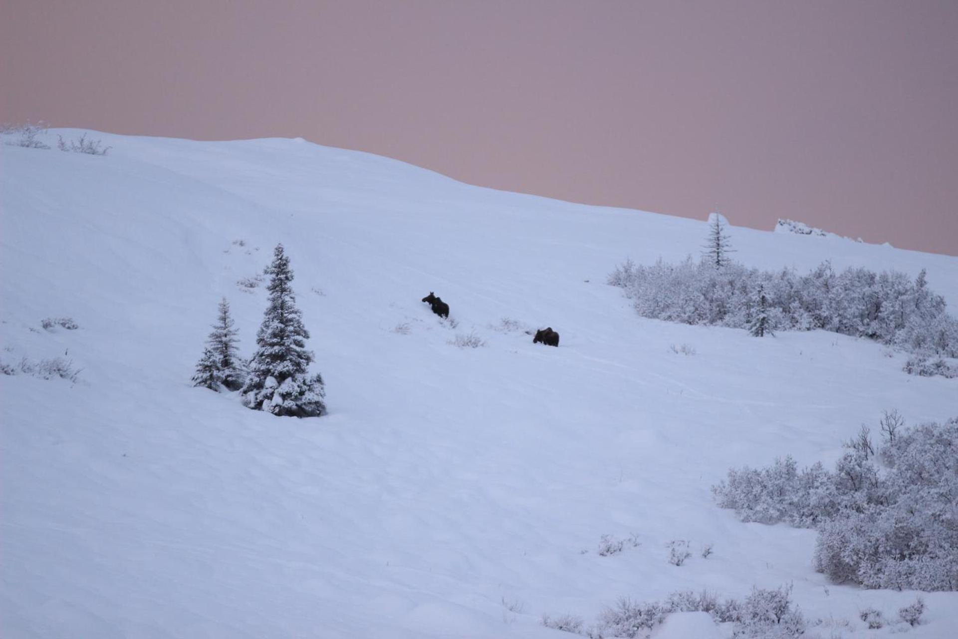 Caribou Lodge Alaska photo 30