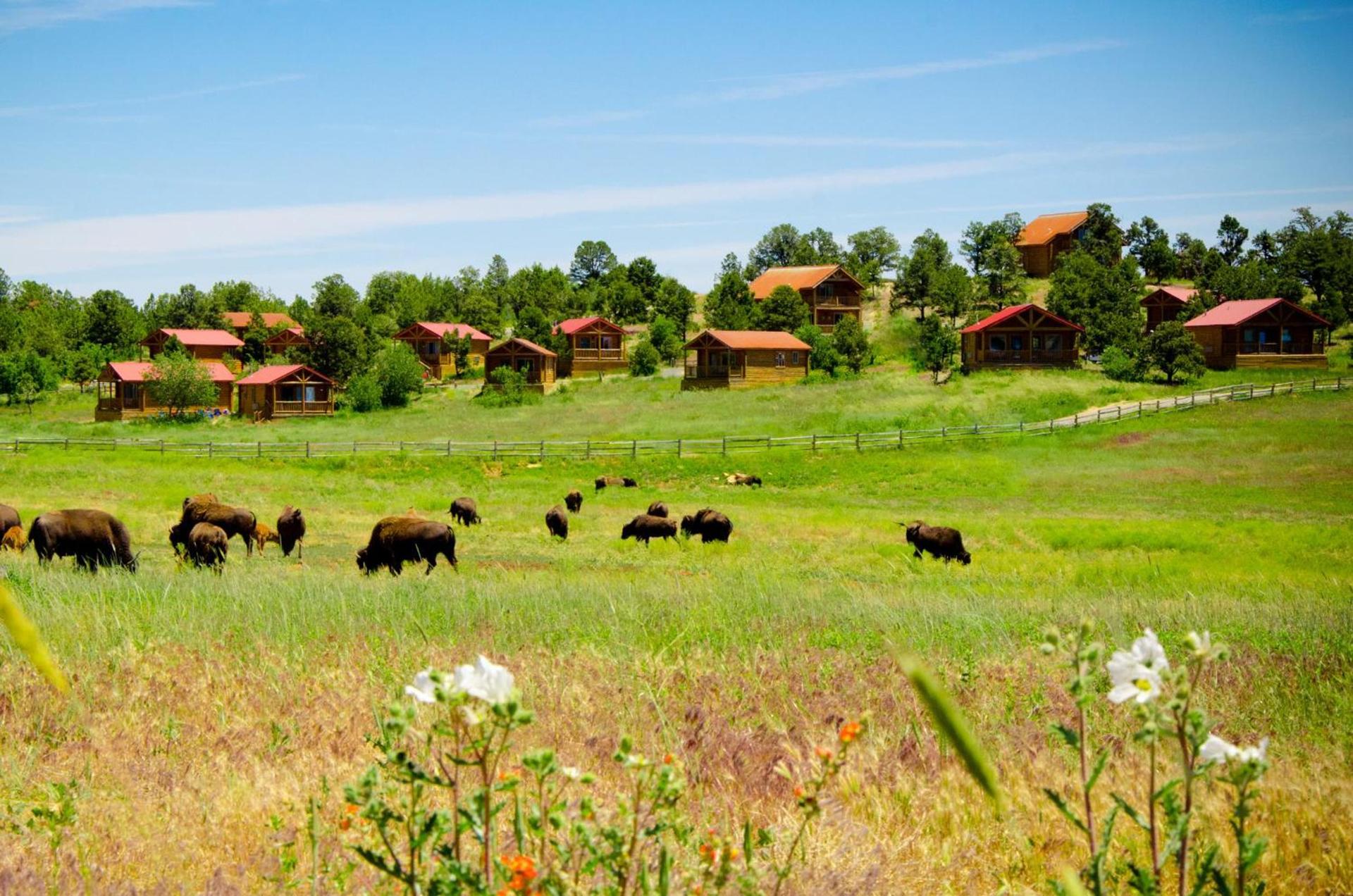 Zion Mountain Ranch photo 53
