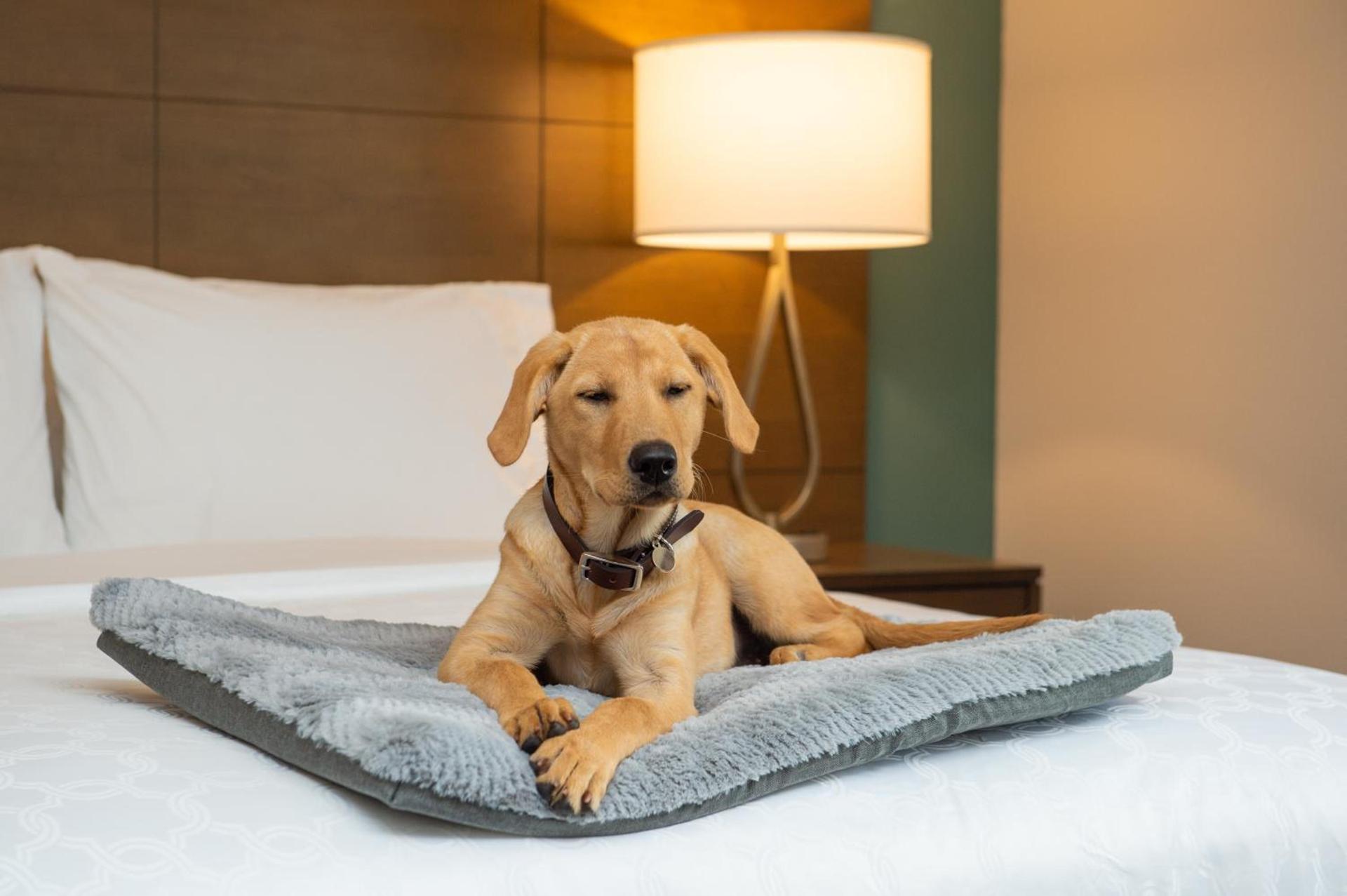 Staybridge Suites - Hillsboro North by IHG photo 13