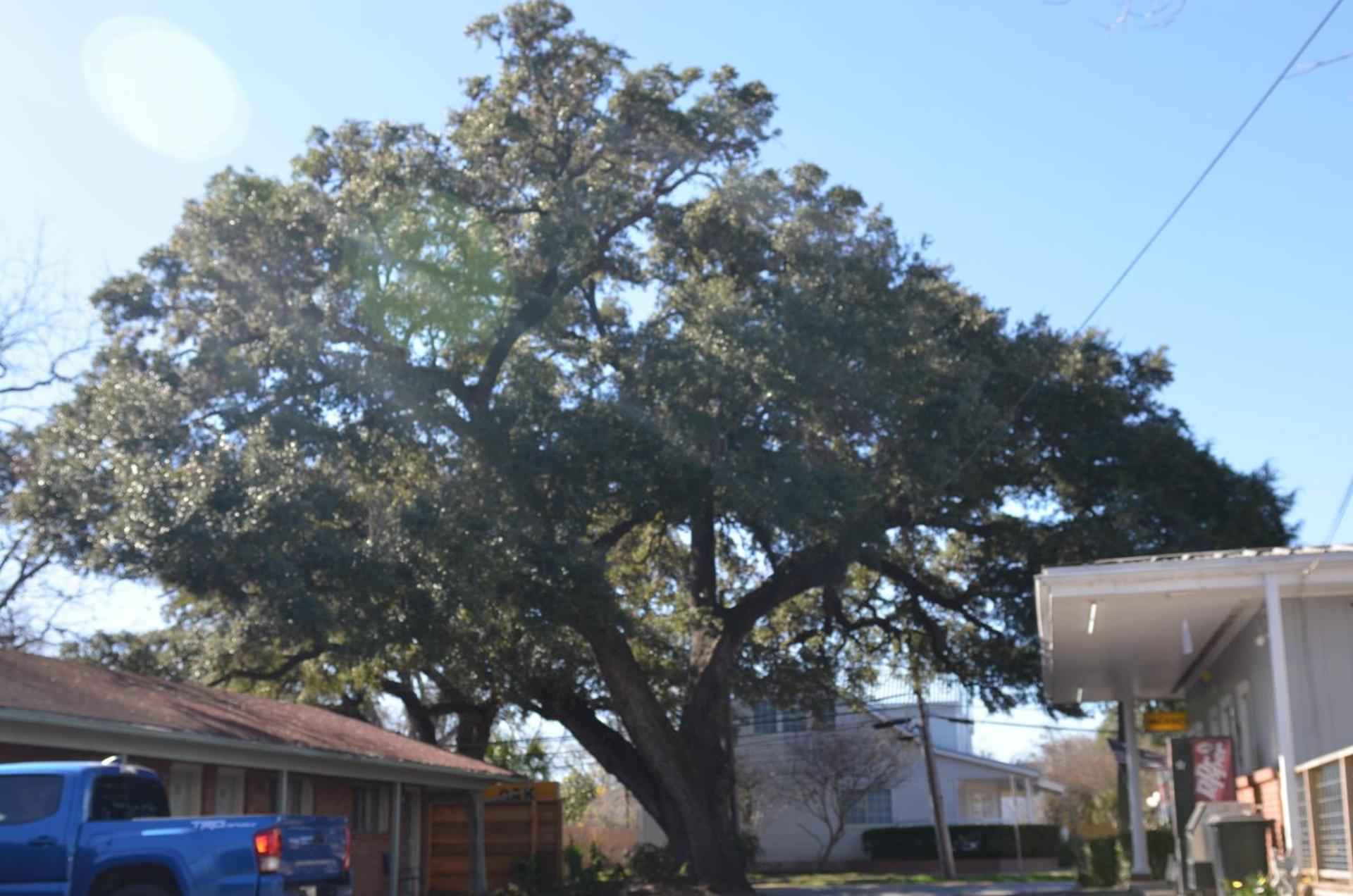 The Oak Motel photo 58