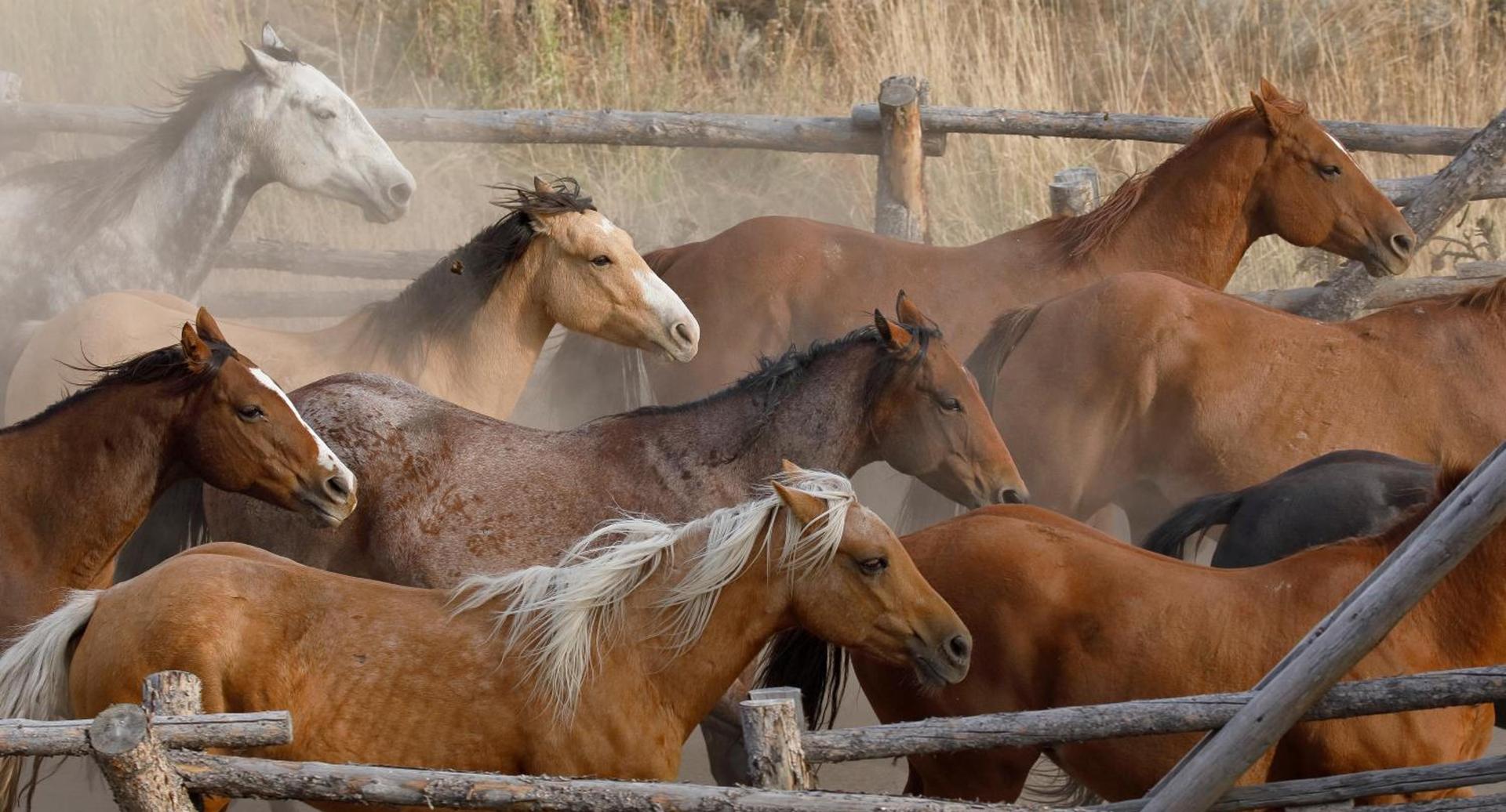 Heart Six Ranch photo 59