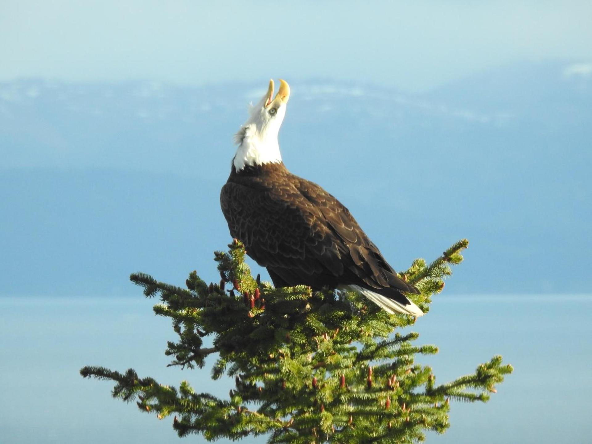 Alaska Adventure Cabins photo 10