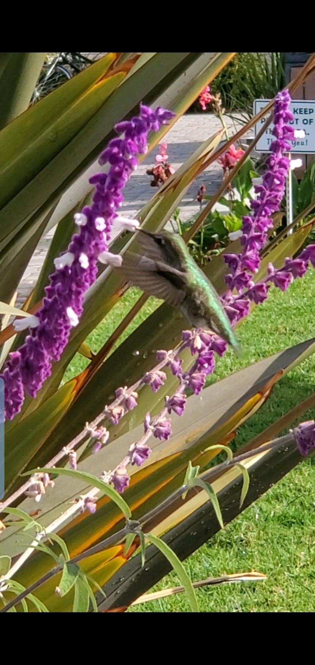 Marina Beach Hotel photo 38