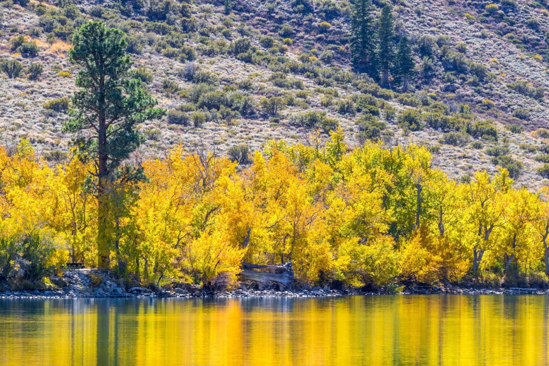 June Lake Motel photo 40