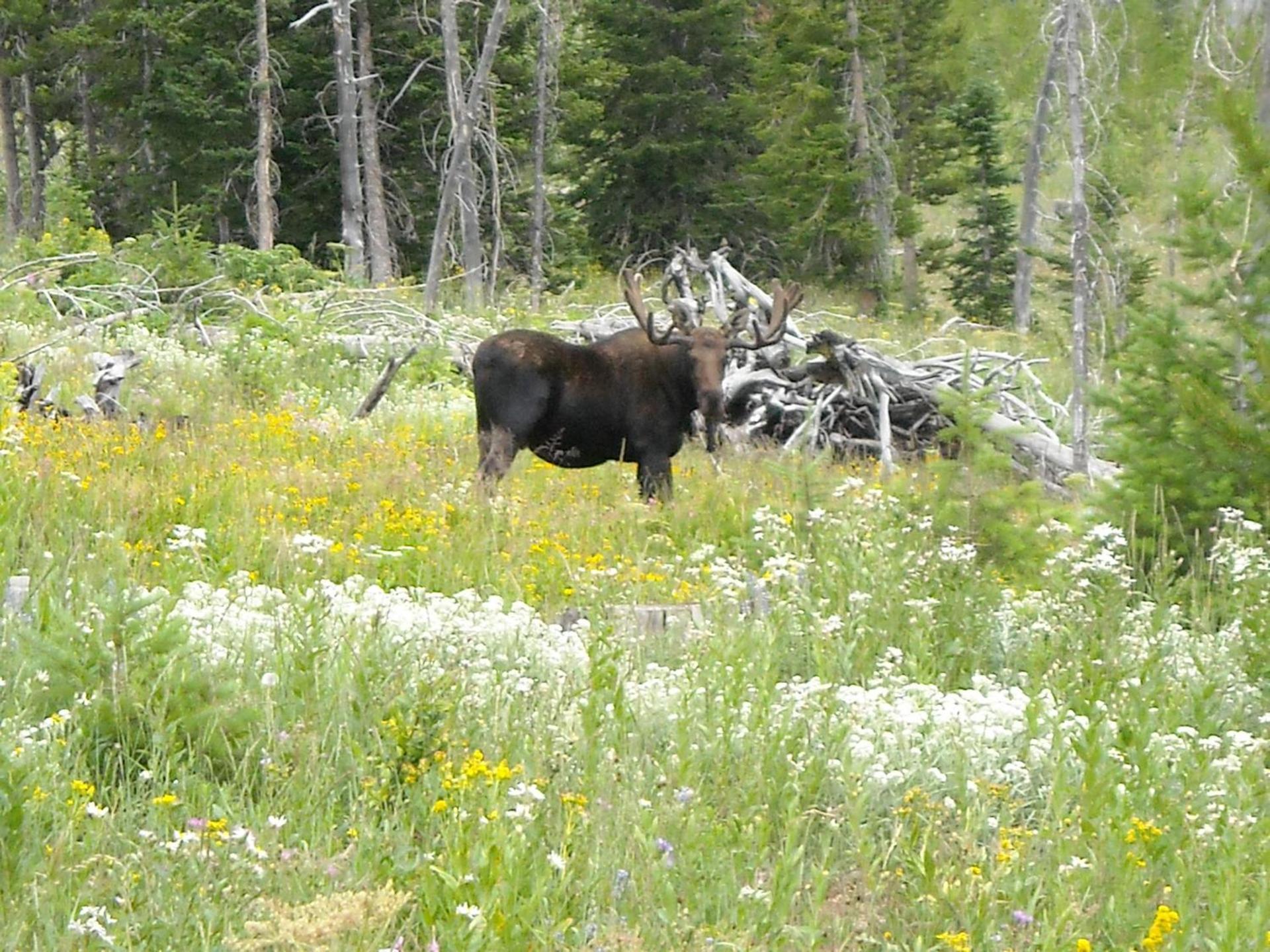 Antlers Lodge photo 17