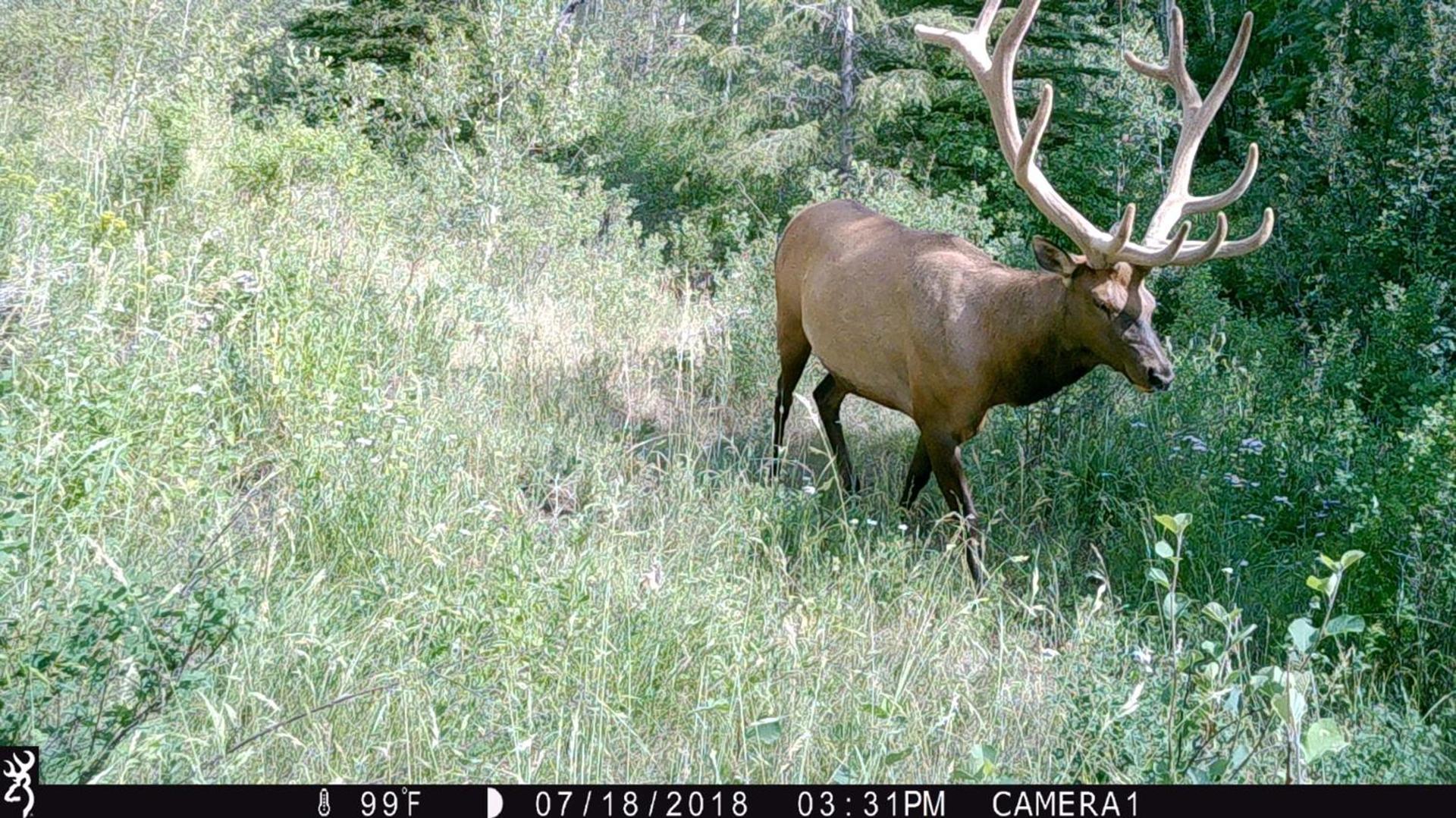 Antlers Lodge photo 11