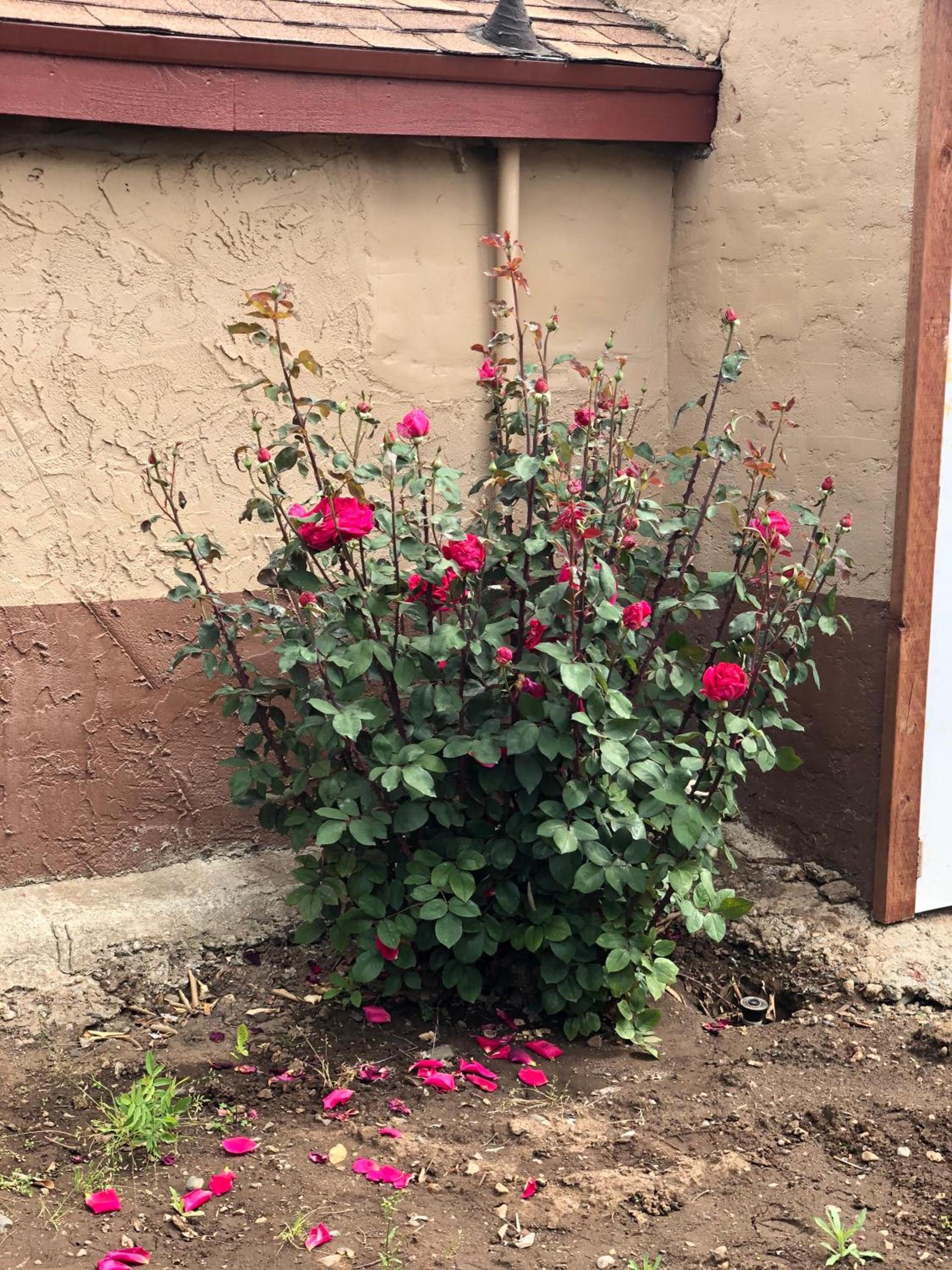 Haven Inn of Chico photo 6