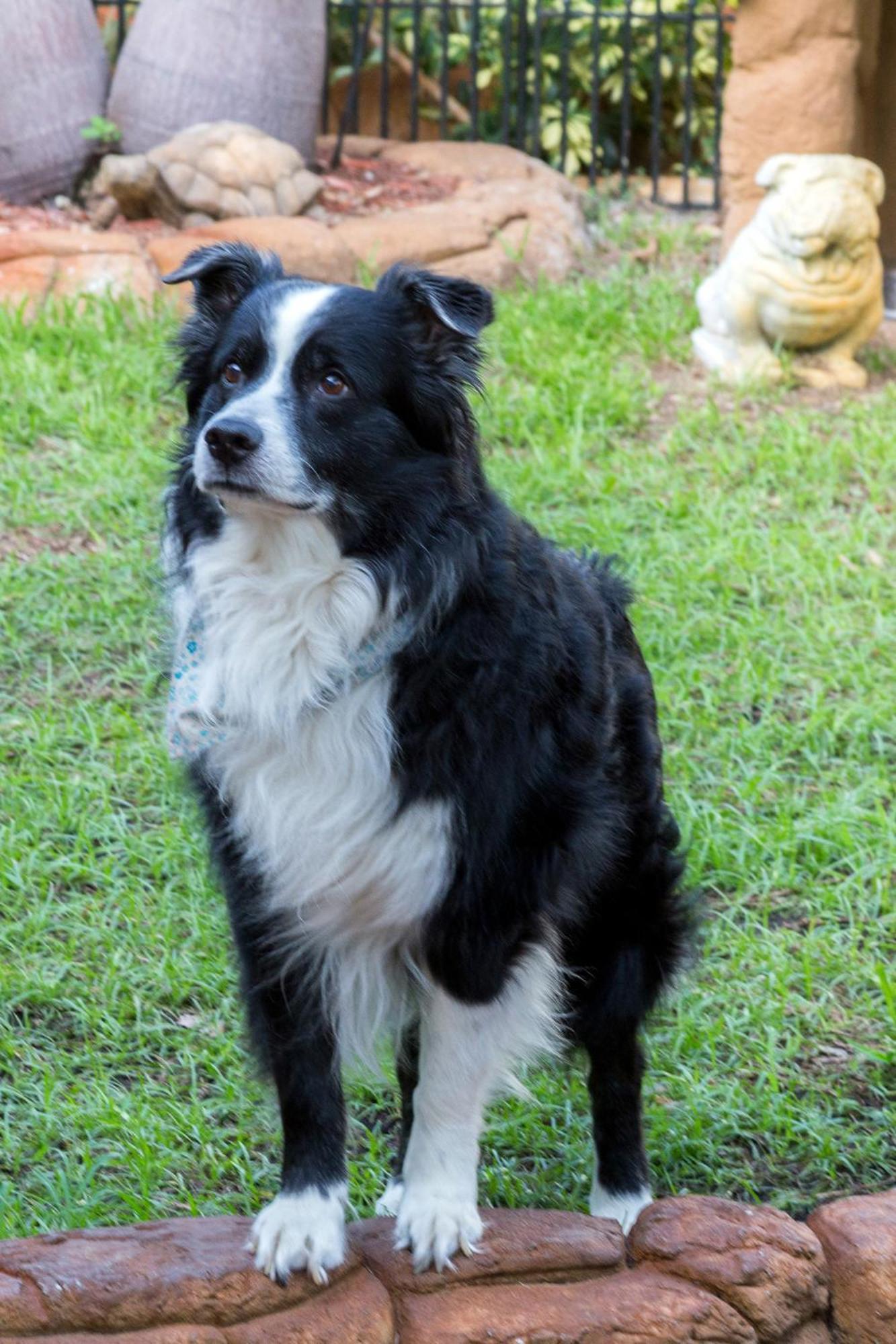 Richard's Pet Friendly Motel photo 3