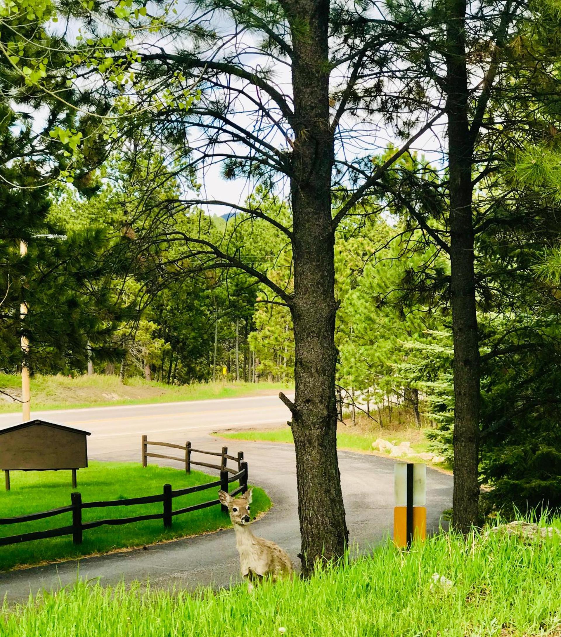 Bavarian Inn, Black Hills photo 16