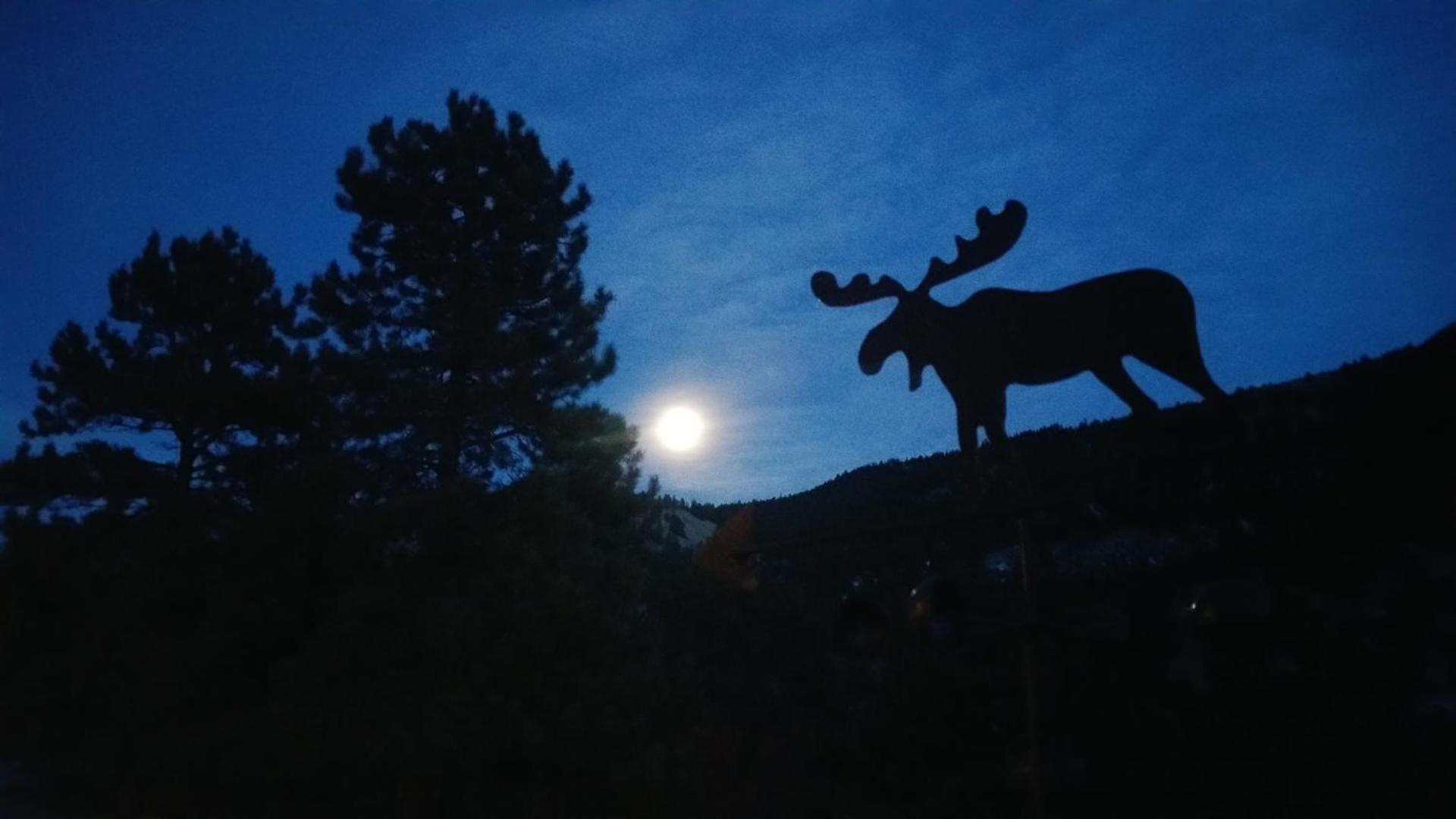 Alpine Moose Lodge photo 20