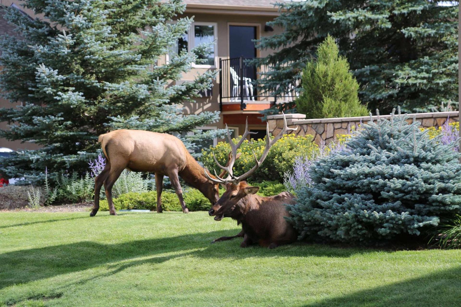 Quality Inn near Rocky Mountain National Park photo 3