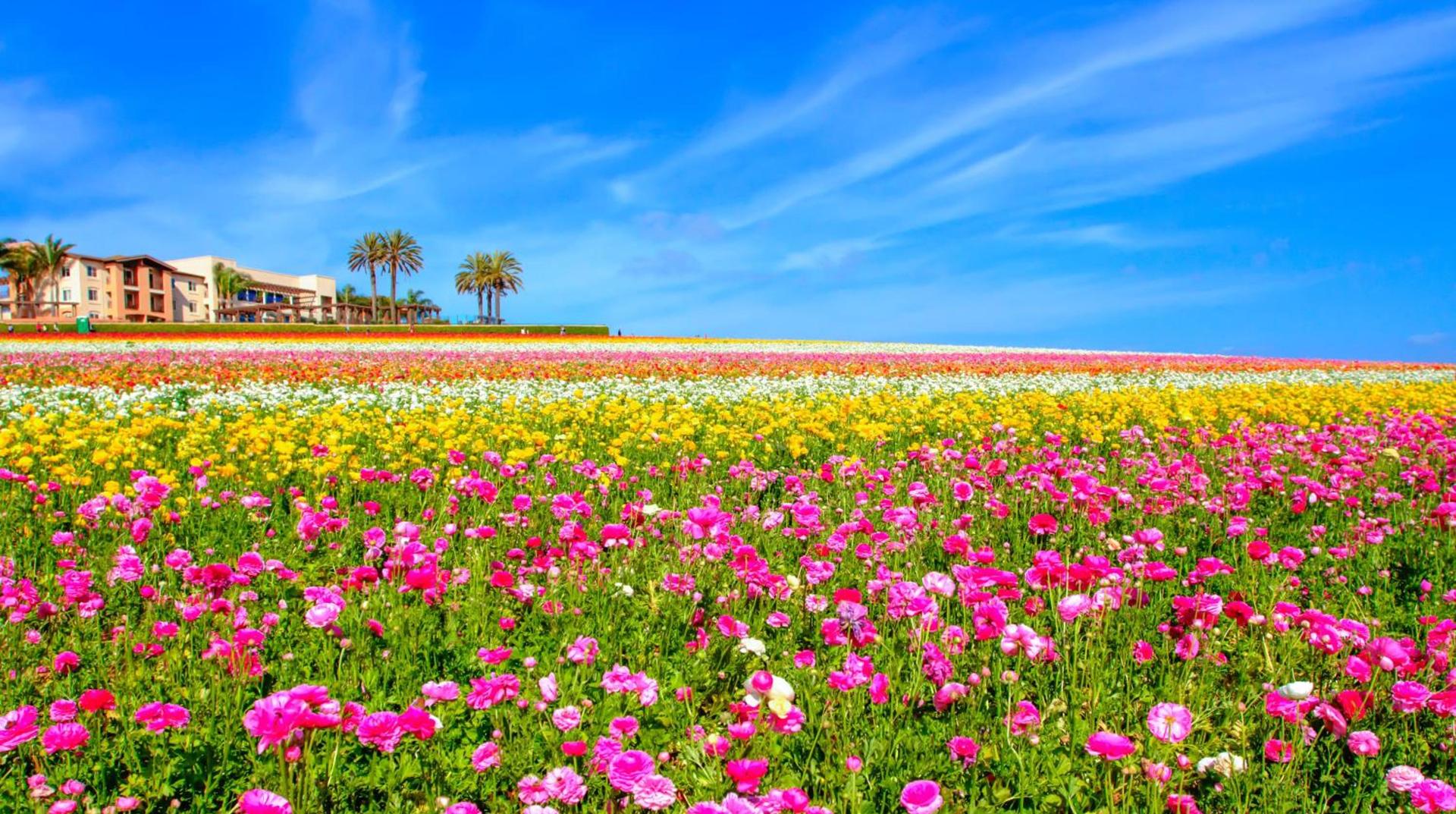 Carlsbad by the Sea Hotel, Carlsbad, Series By Marriott photo 2