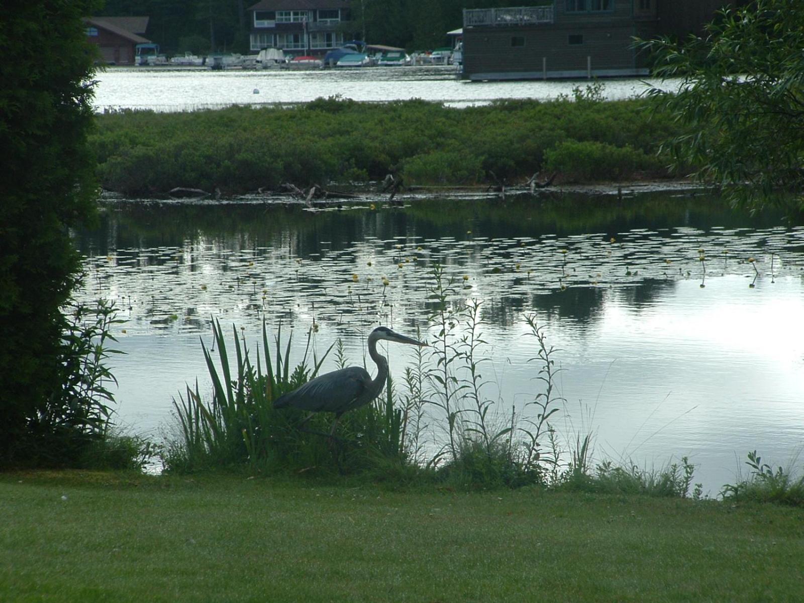Wildwood on the Lake photo 21