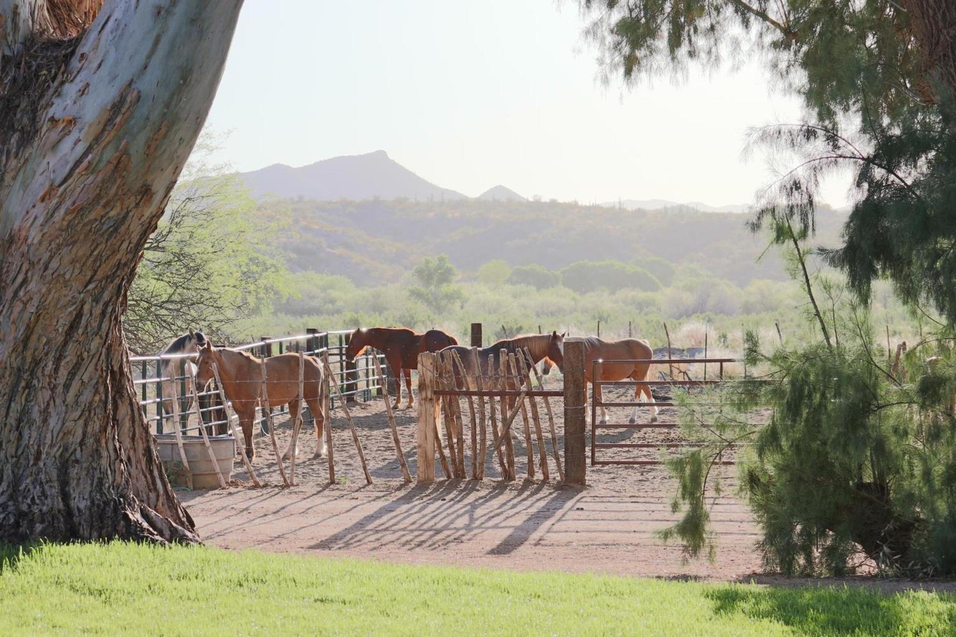 Kay El Bar Guest Ranch photo 29