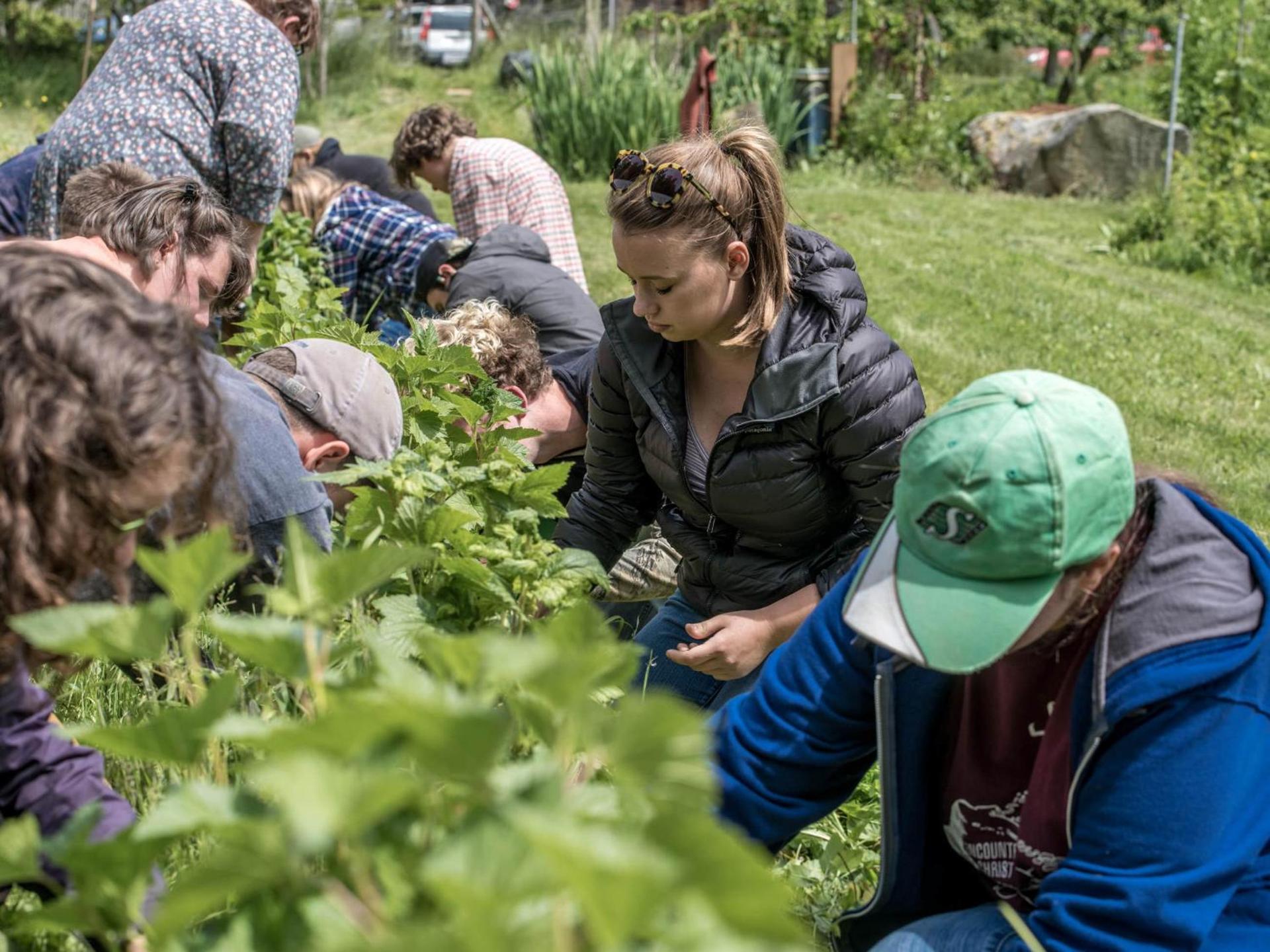 Nettles Farm photo 15