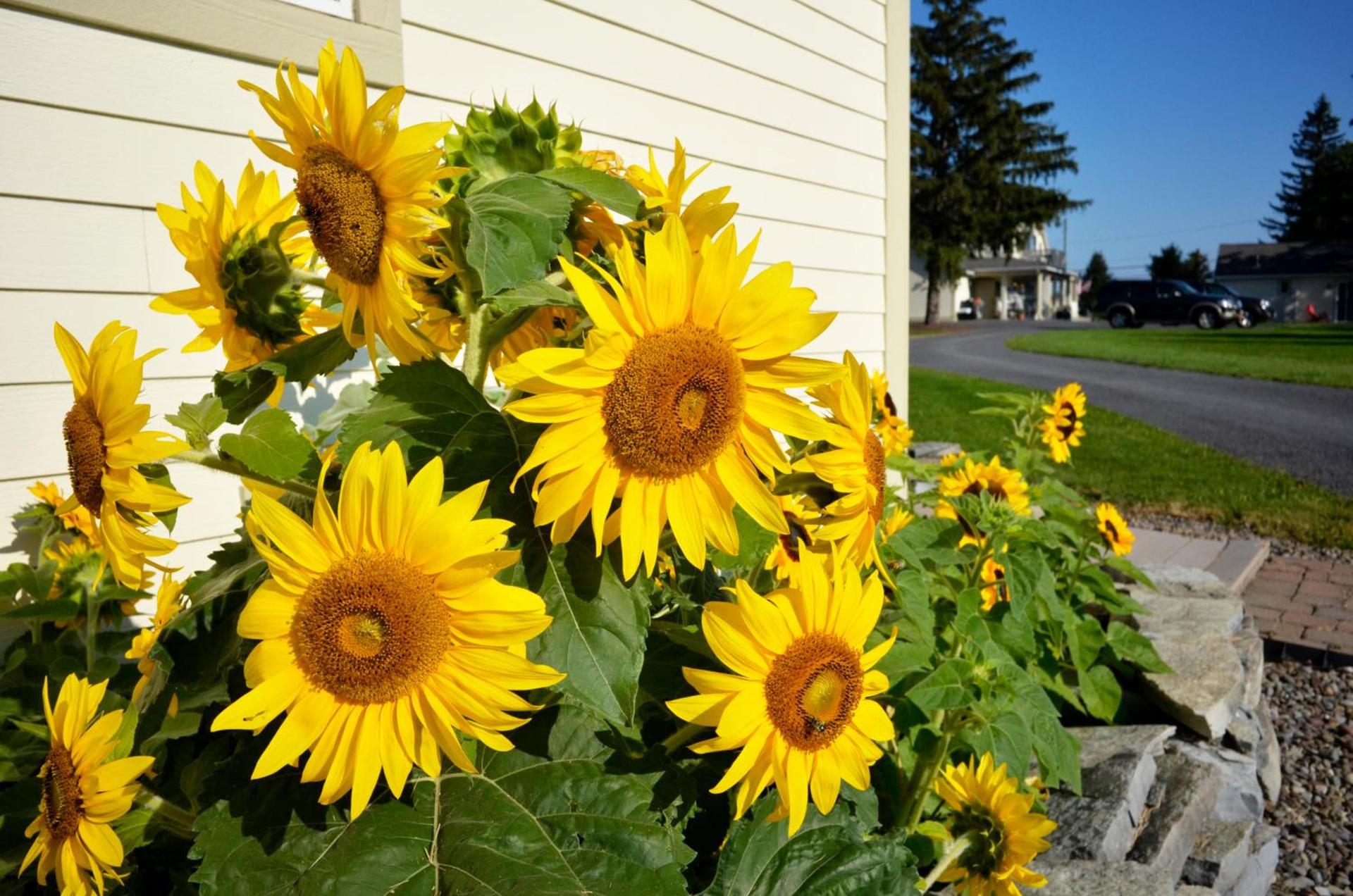 Skaneateles Suites photo 10