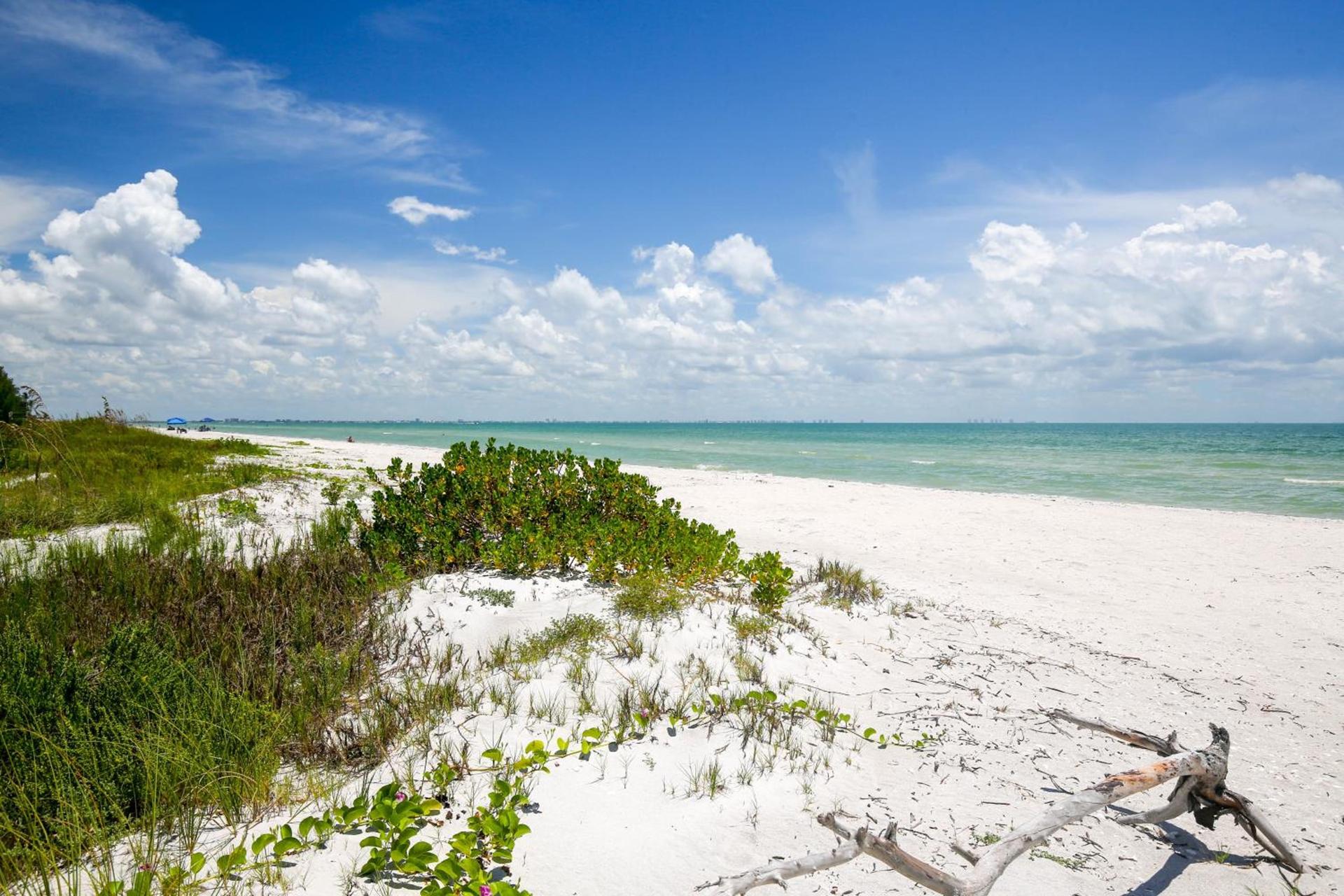 Sanddollar #B302 photo 50