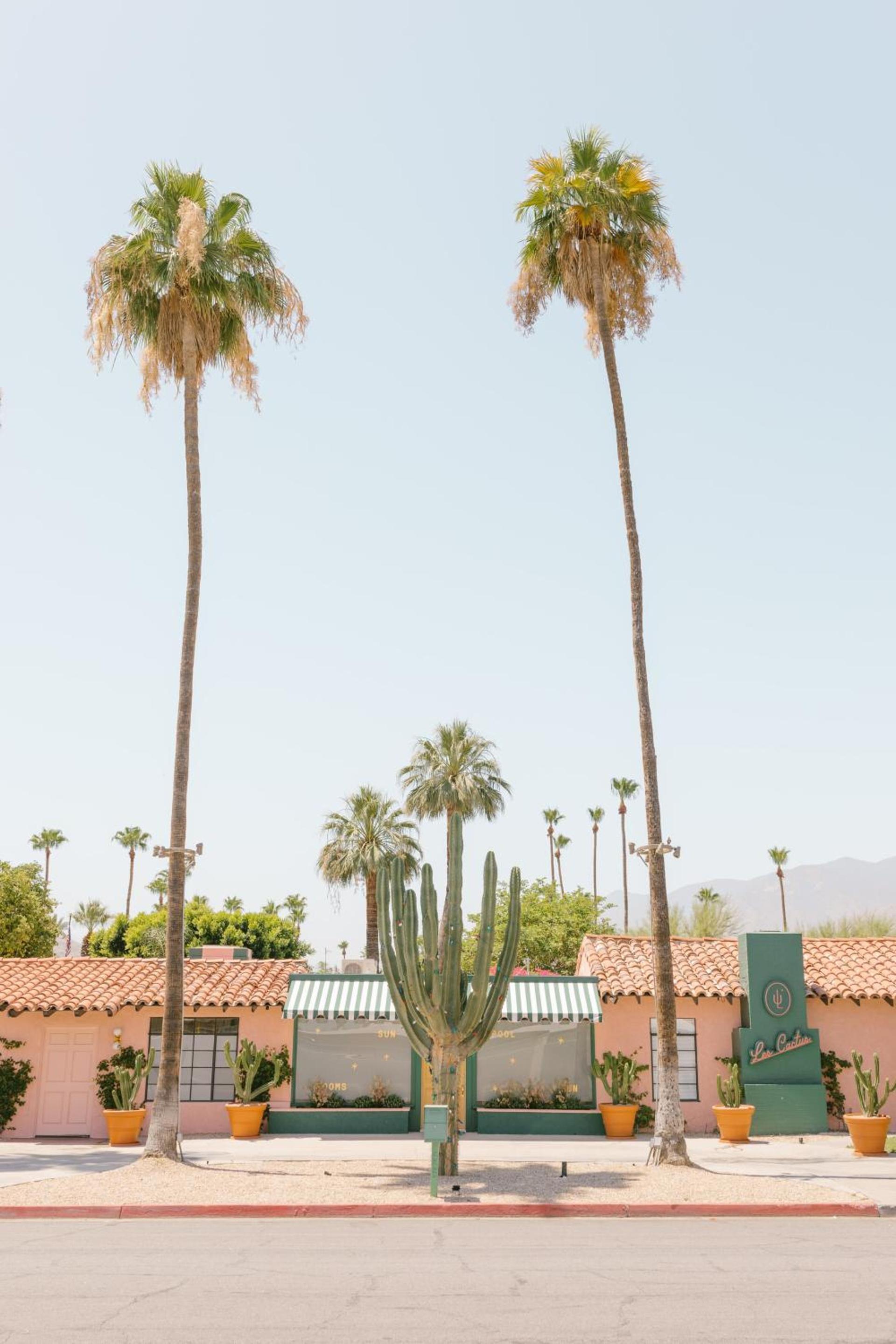 Les Cactus photo 12