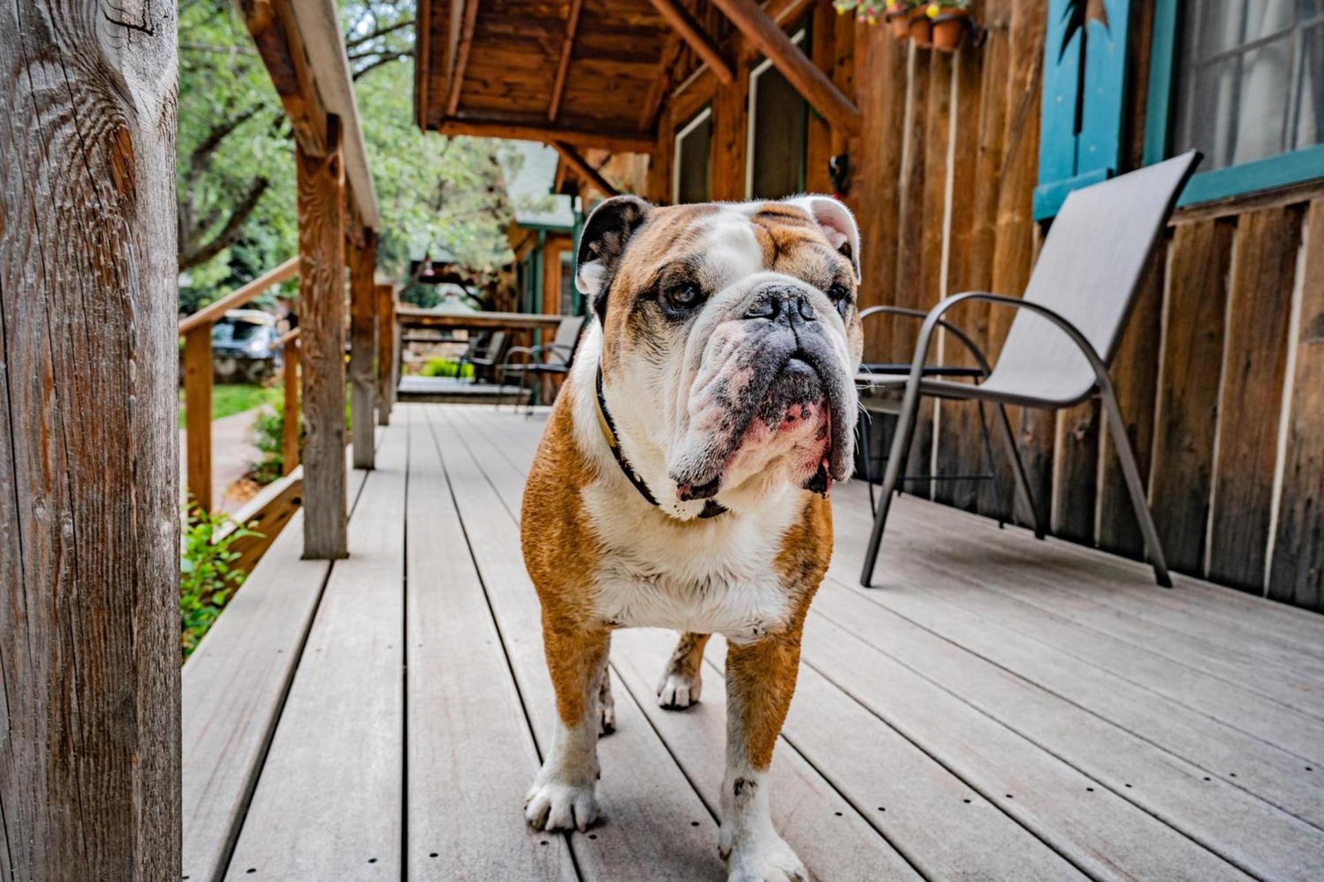 Colorado Bear Creek Cabins photo 48