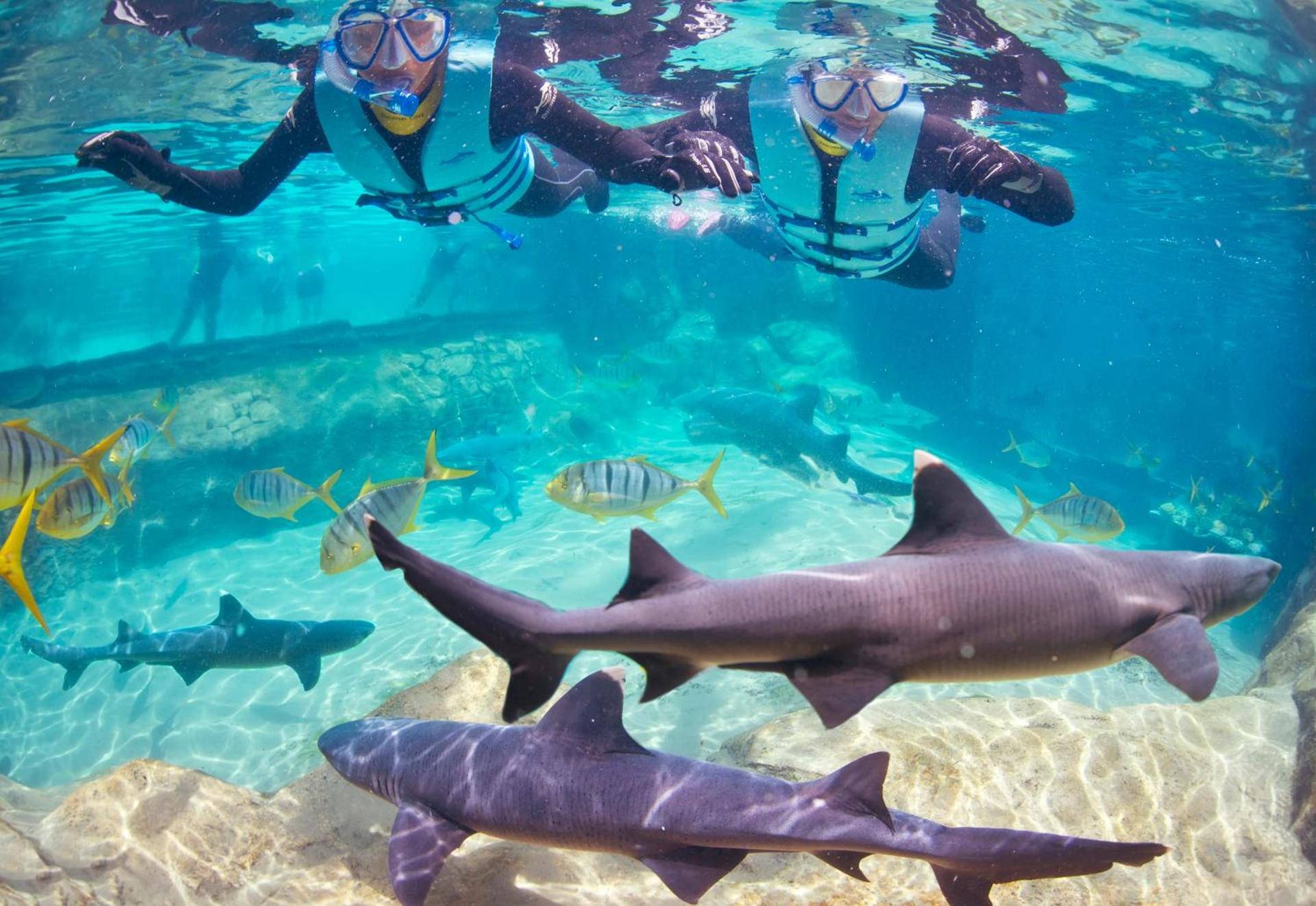 Staybridge Suites Orlando at SeaWorld by IHG - Free Breakfast & Shuttle to SeaWorld Parks photo 54