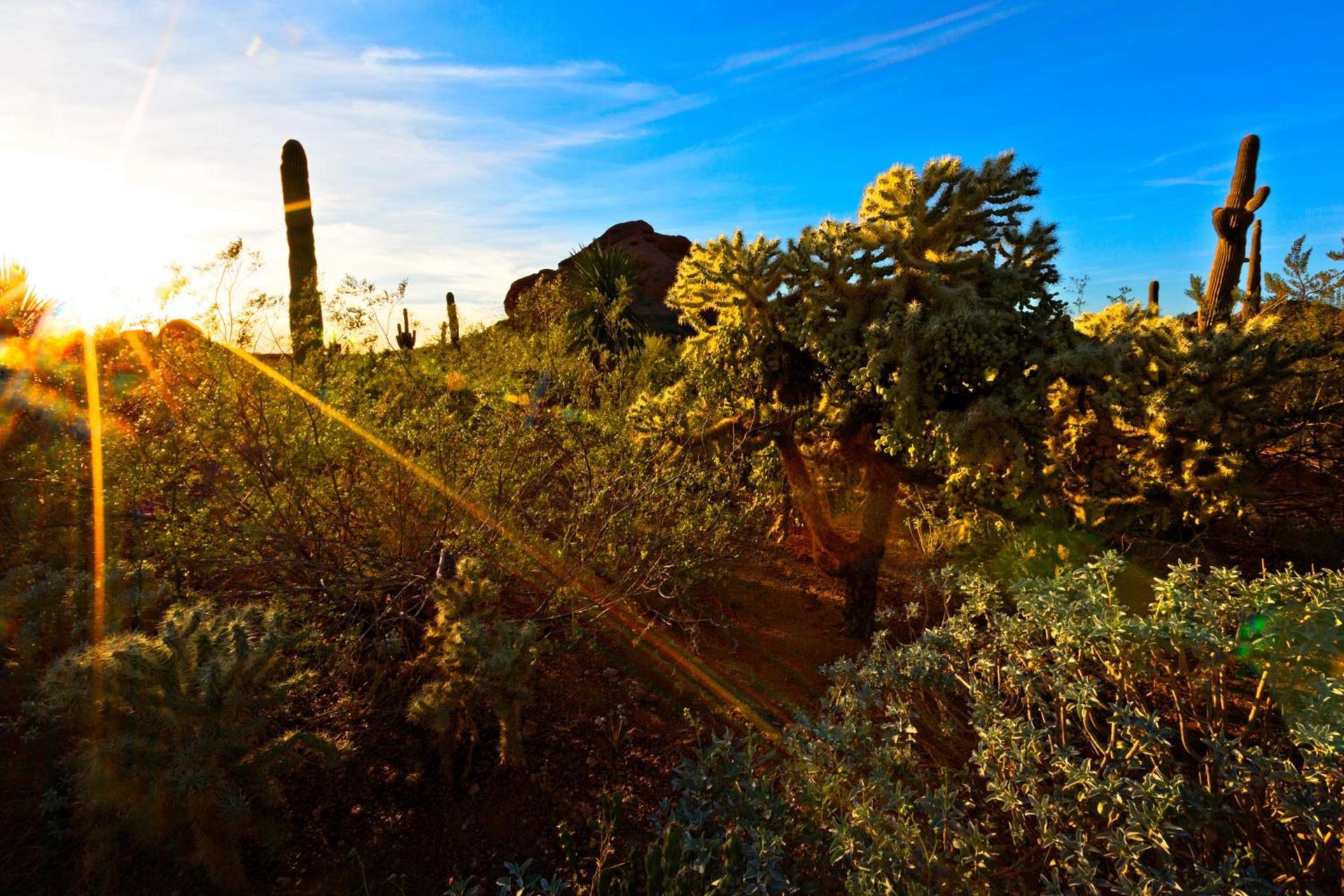 Holiday Inn Express & Suites - Phoenix - Airport North by IHG photo 33