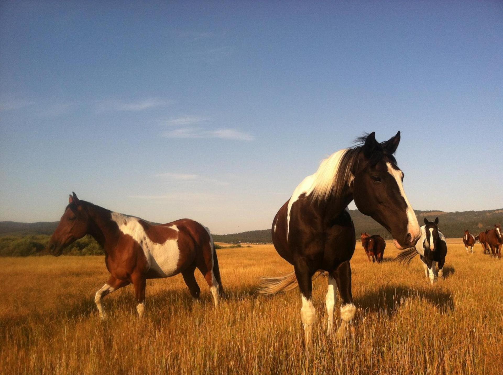 Bar N Ranch photo 73