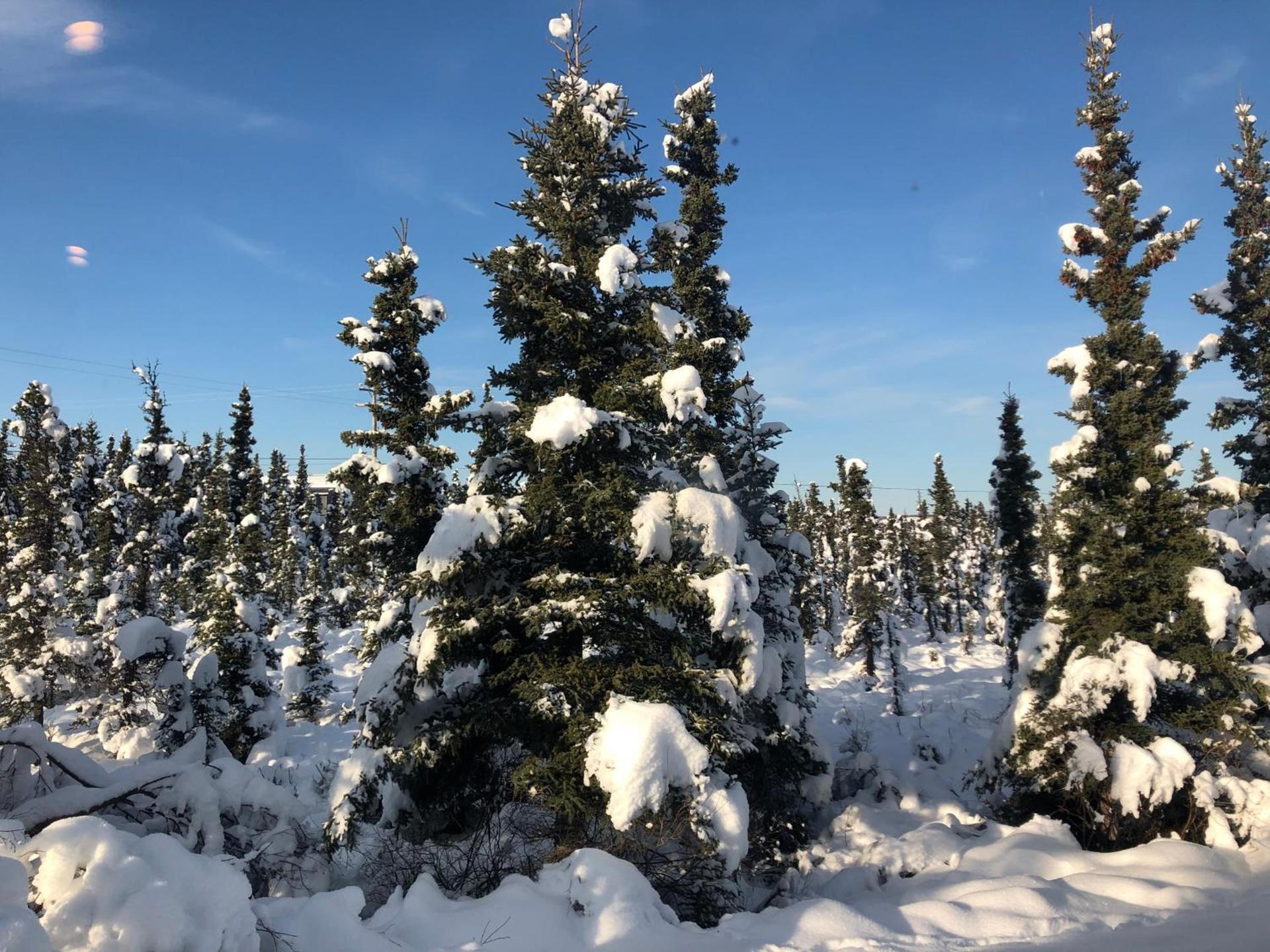Aurora Denali Lodge photo 28