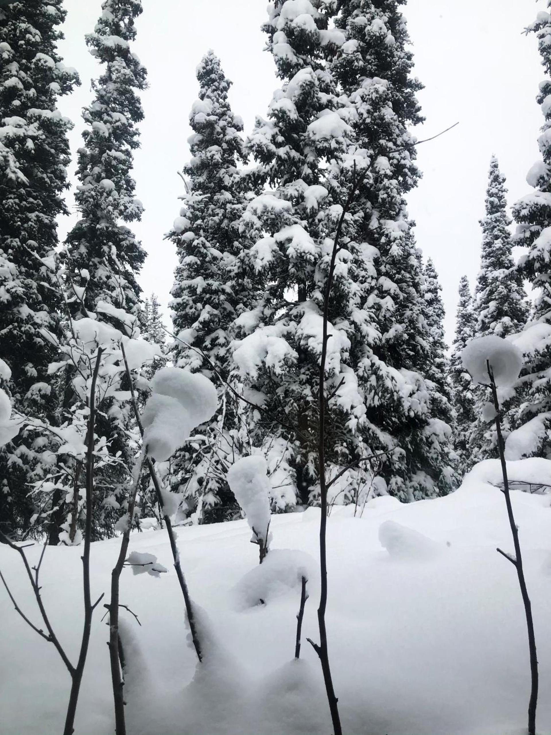 Aurora Denali Lodge photo 25