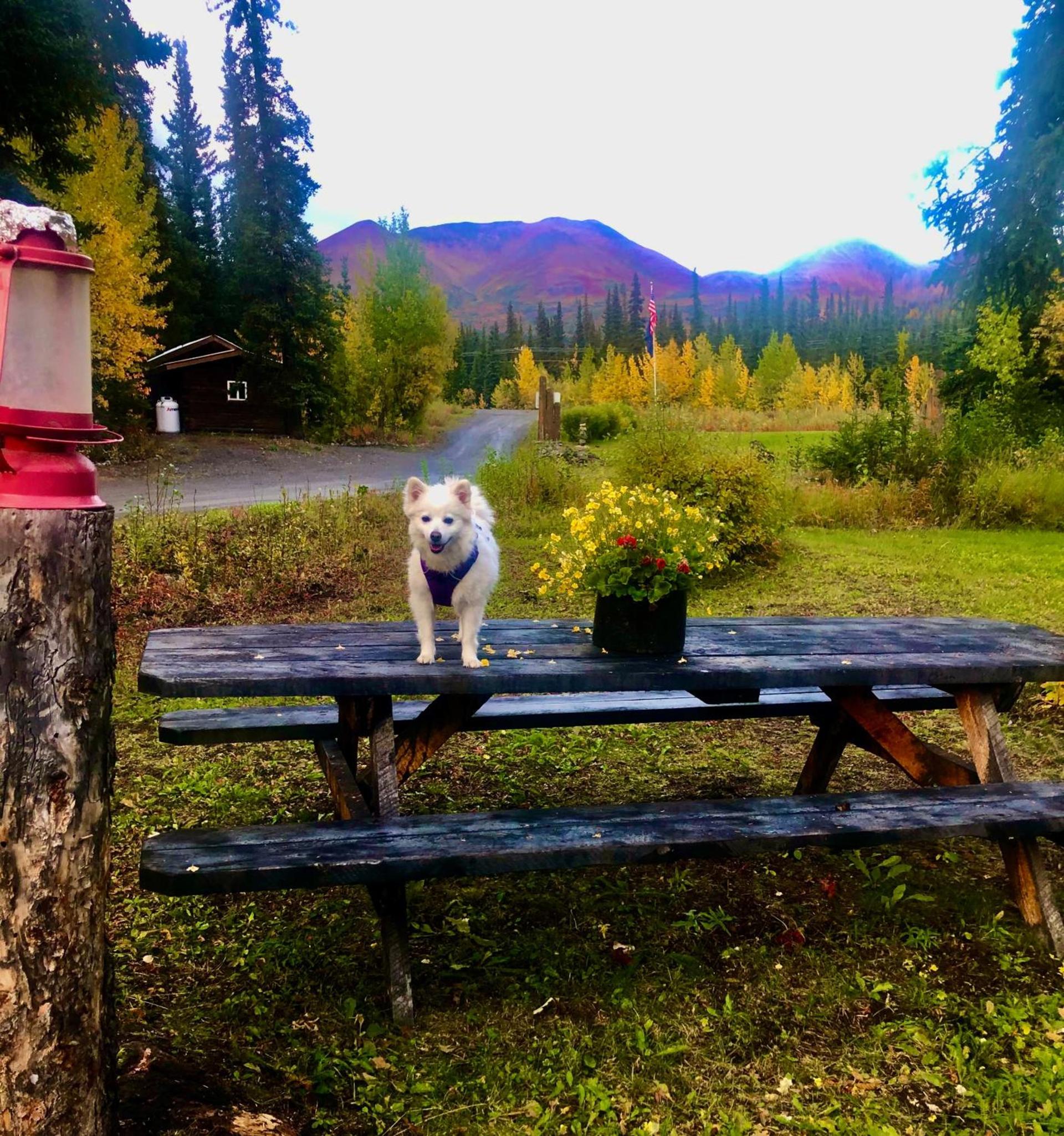 Carlo Creek Cabins photo 58