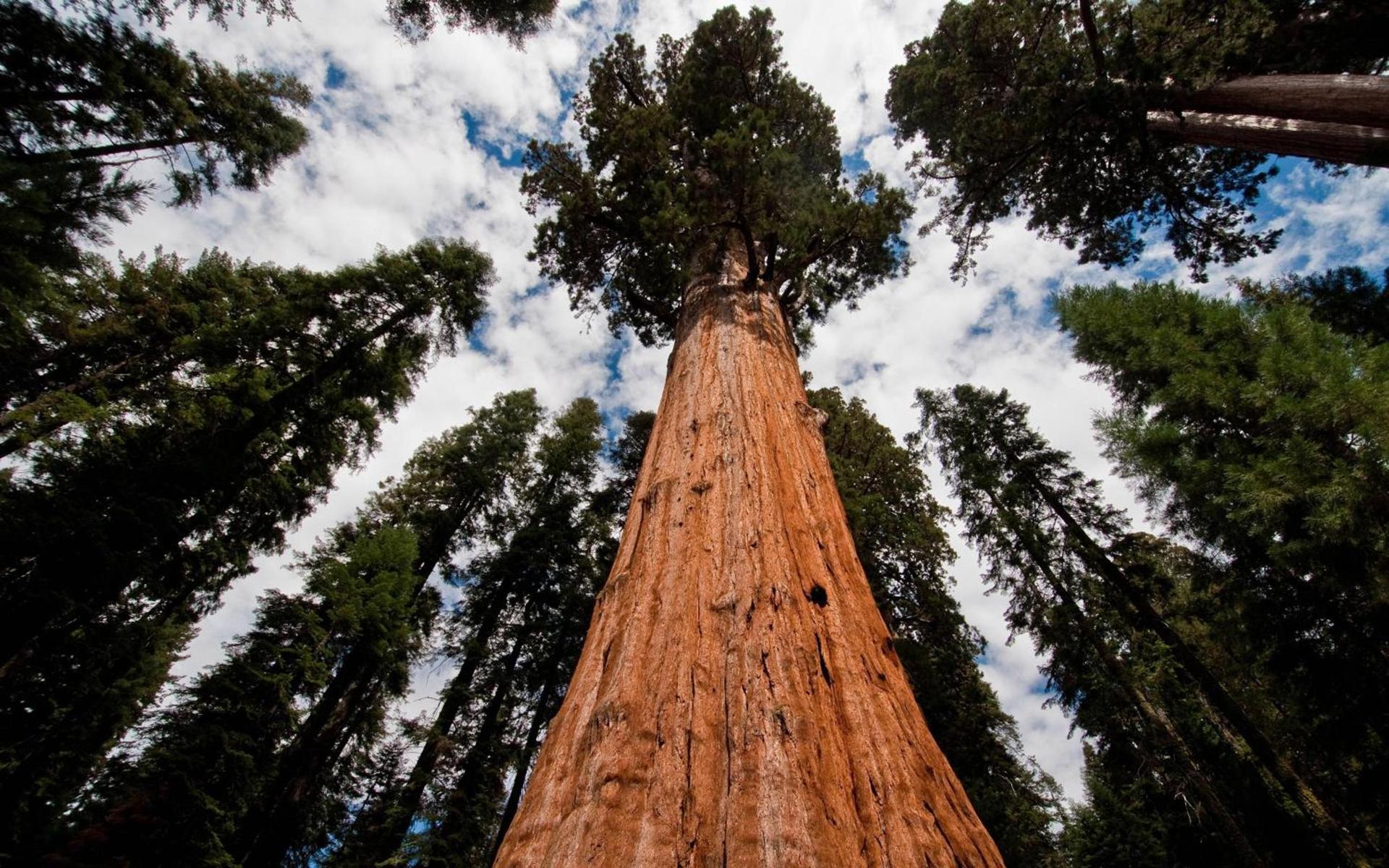 Sequoia Village photo 25