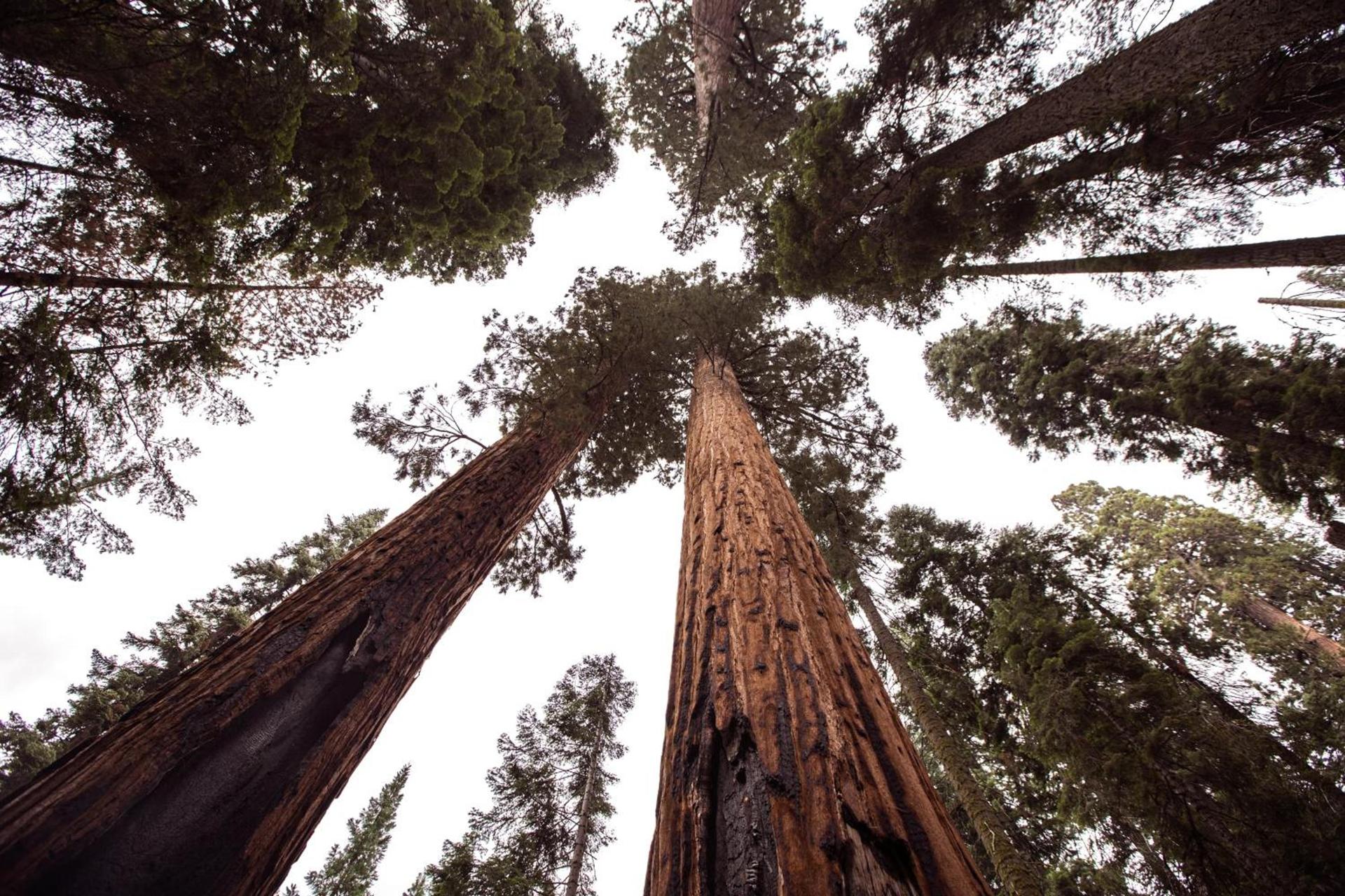 Sequoia Village photo 18