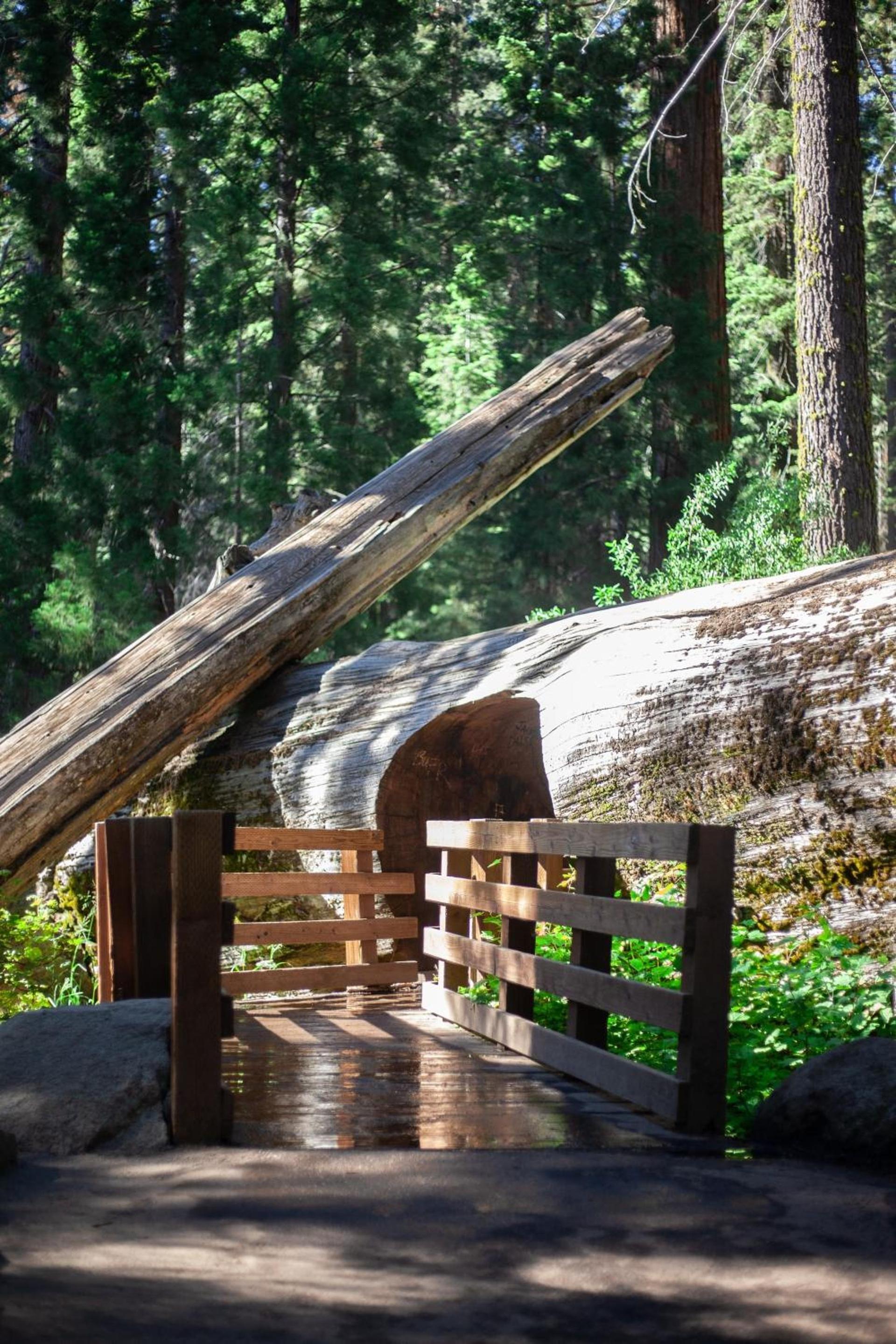 Sequoia Village photo 19